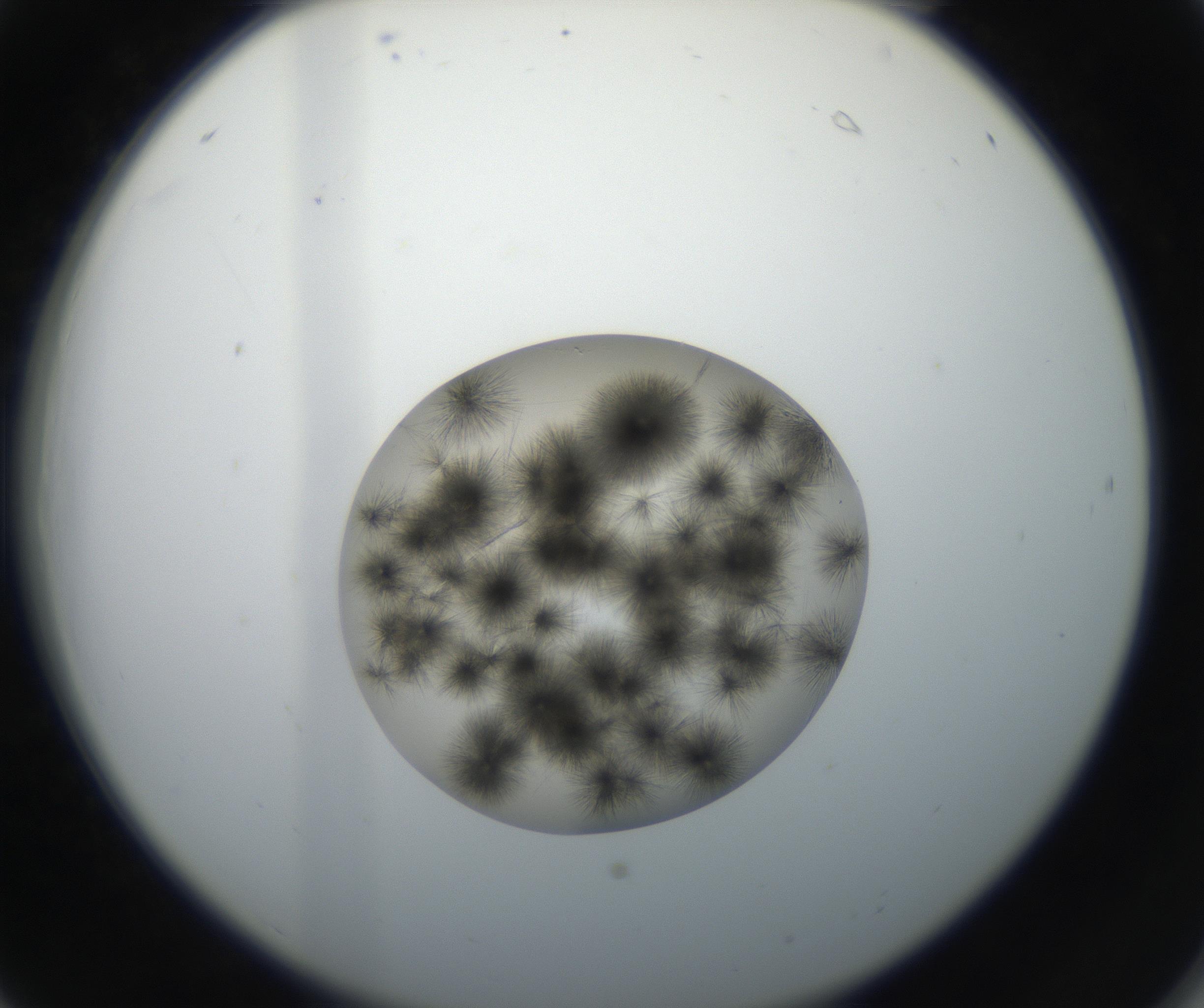 RI01_03_000_0212_Proj1_Clon1_MC_0000MC011156_004_160807_06_02_02_00_99_002_001_RAI.jpg
