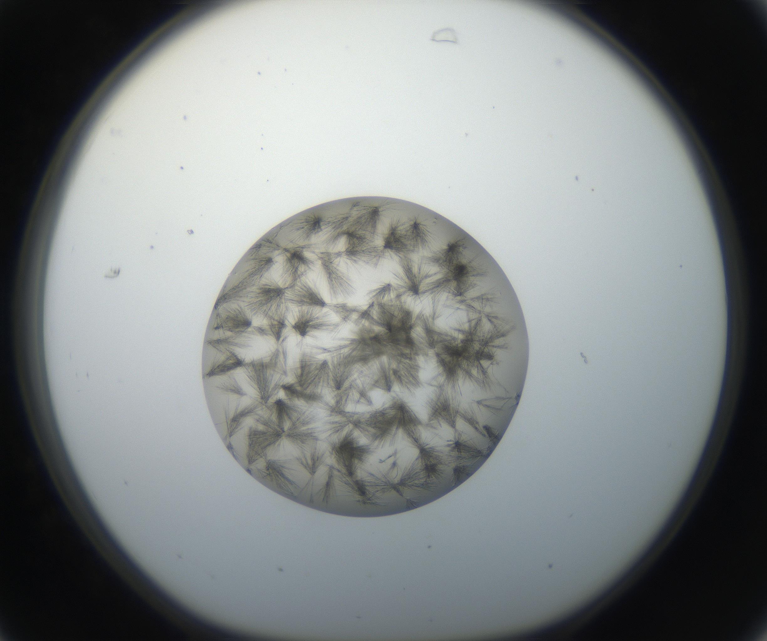 RI01_03_000_0212_Proj1_Clon1_MC_0000MC011156_004_160807_07_03_01_00_99_002_001_RAI.jpg