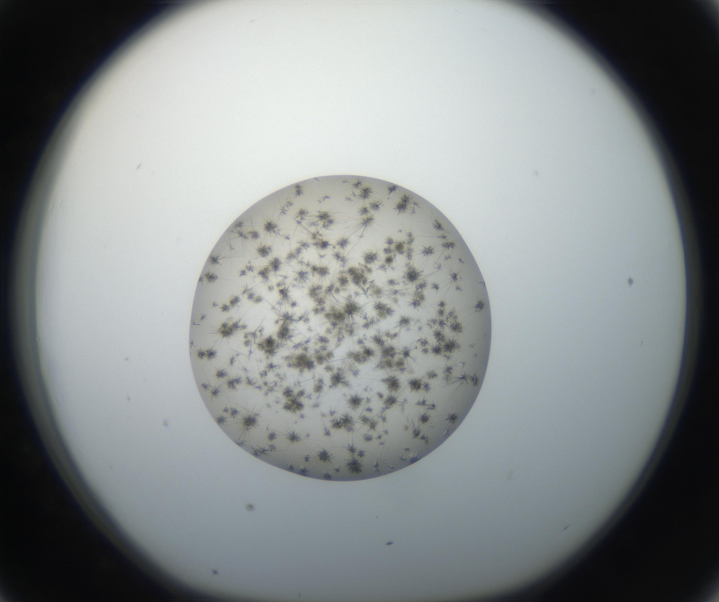 RI01_03_000_0212_Proj1_Clon1_MC_0000MC011156_004_160807_07_04_01_00_99_002_001_RAI.jpg