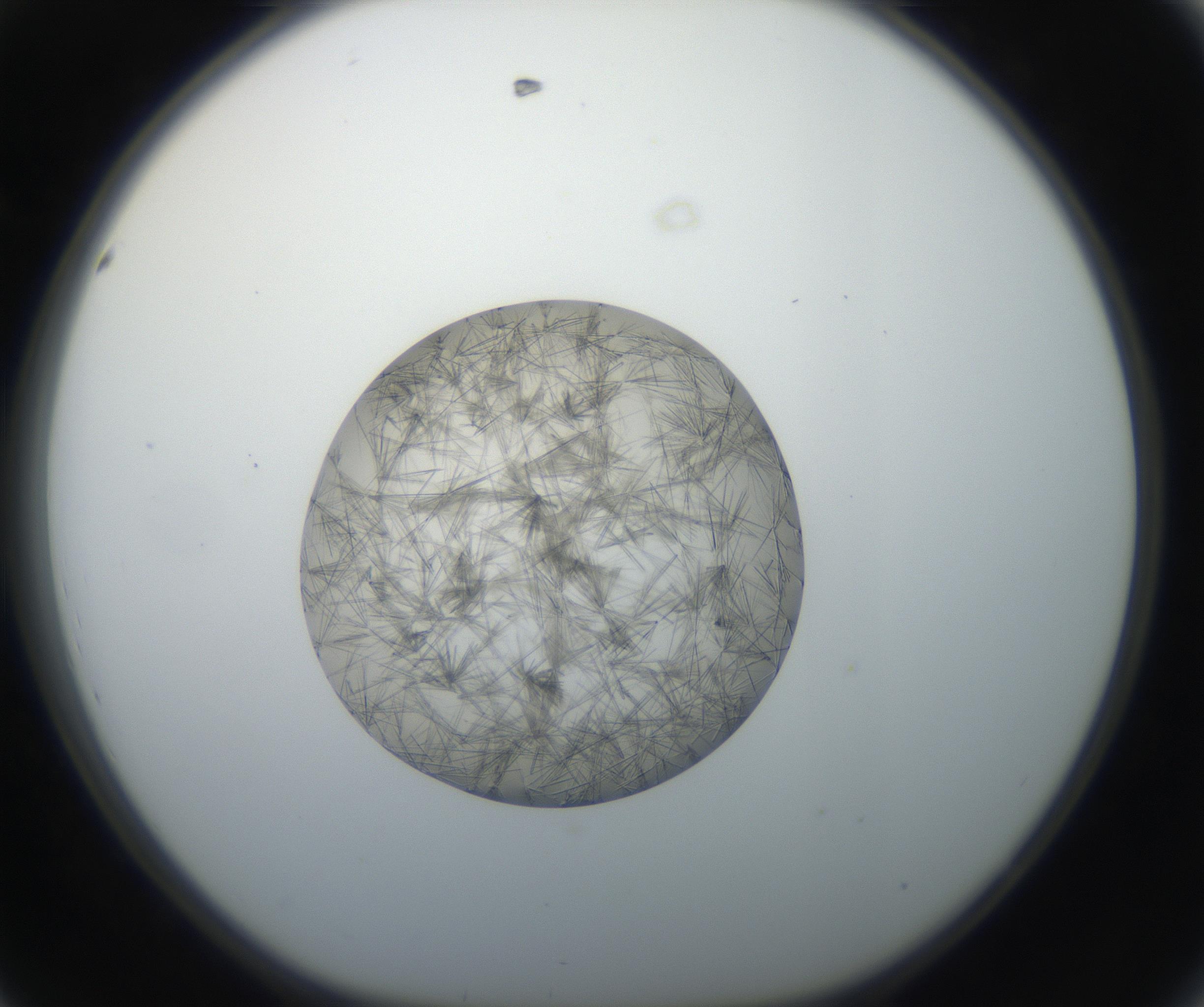 RI01_03_000_0212_Proj1_Clon1_MC_0000MC011156_004_160807_08_04_01_00_99_002_001_RAI.jpg