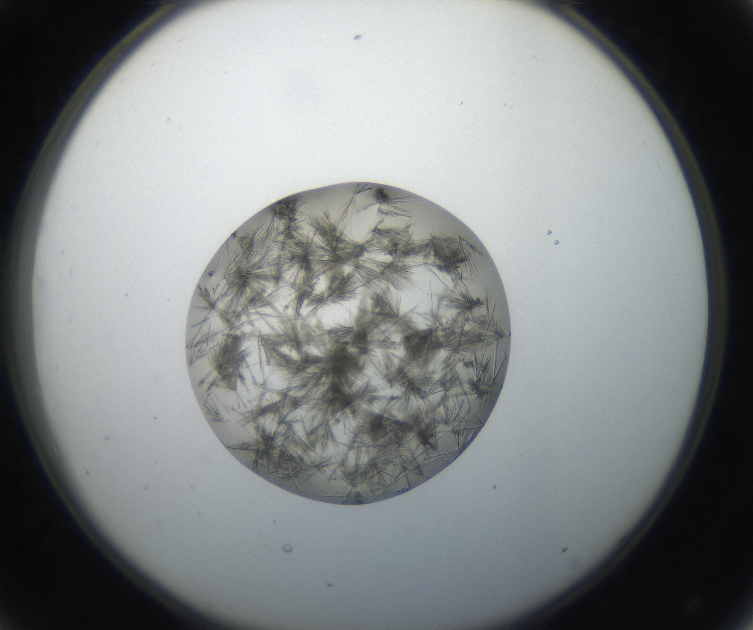 RI01_03_000_0212_Proj1_Clon1_MC_0000MC011156_004_160807_08_04_02_00_99_002_001_RAI.jpg