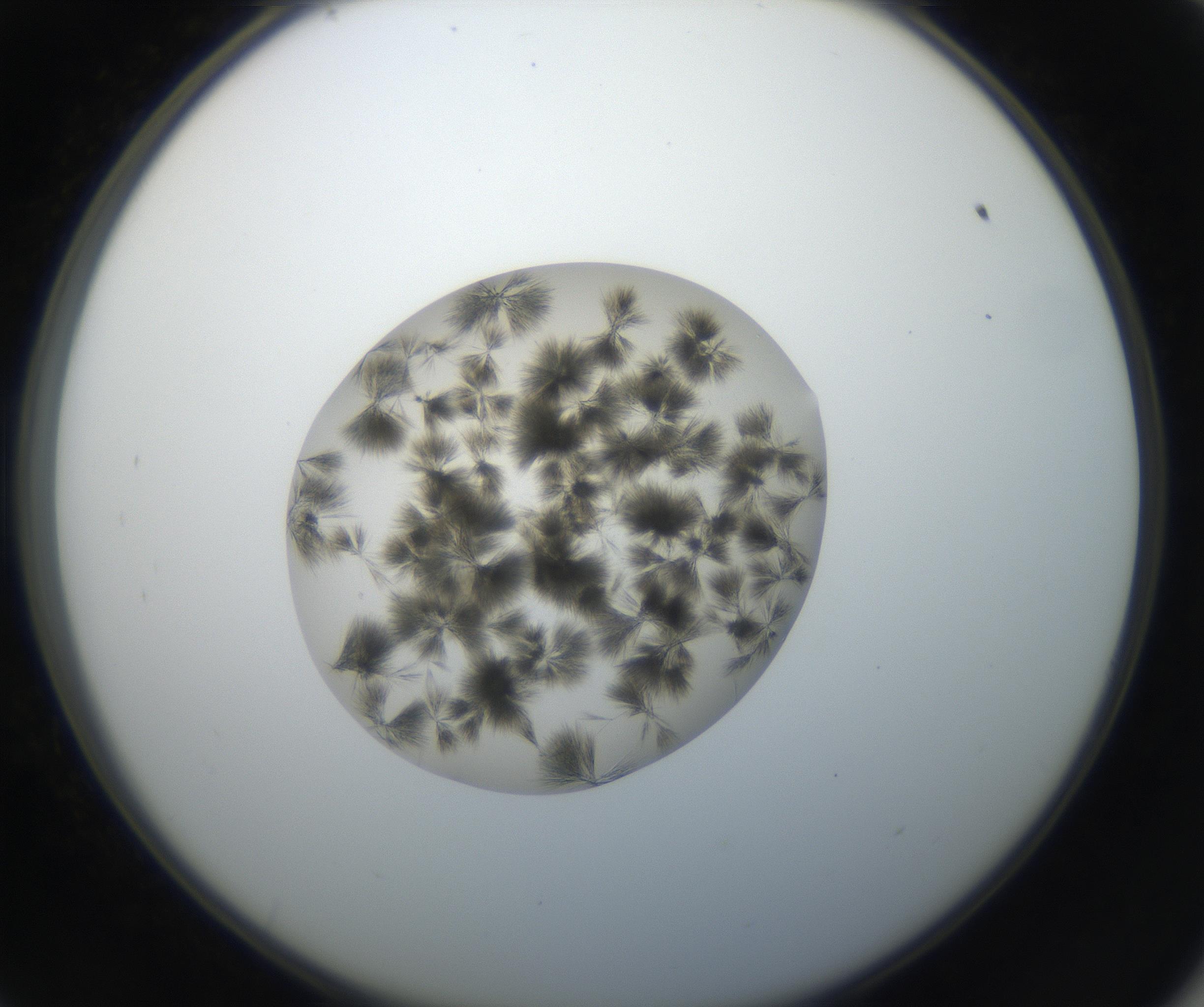 RI01_03_000_0212_Proj1_Clon1_MC_0000MC011156_004_160807_09_05_02_00_99_002_001_RAI.jpg