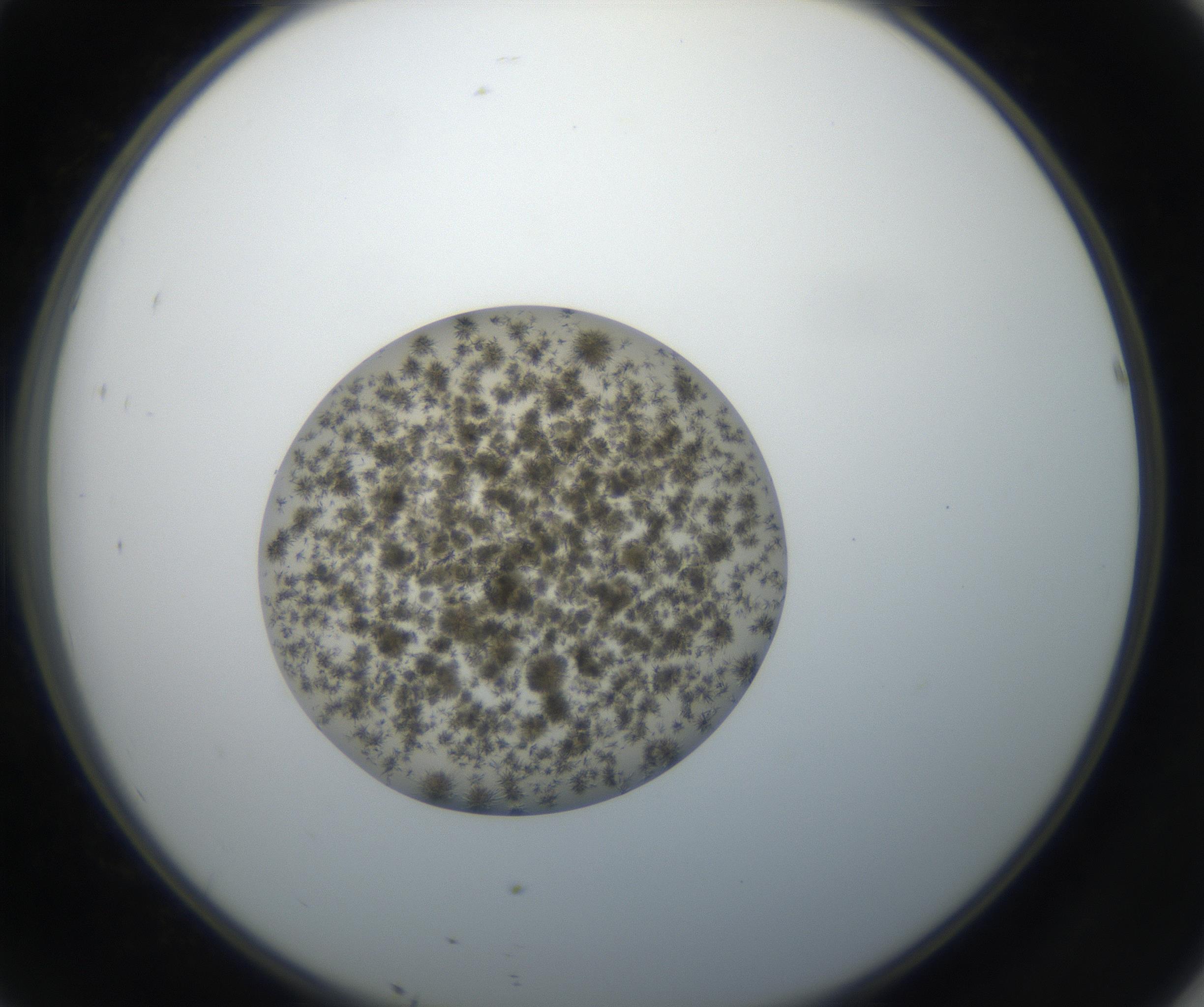 RI01_03_000_0212_Proj1_Clon1_MC_0000MC011156_004_160807_10_04_02_00_99_002_001_RAI.jpg