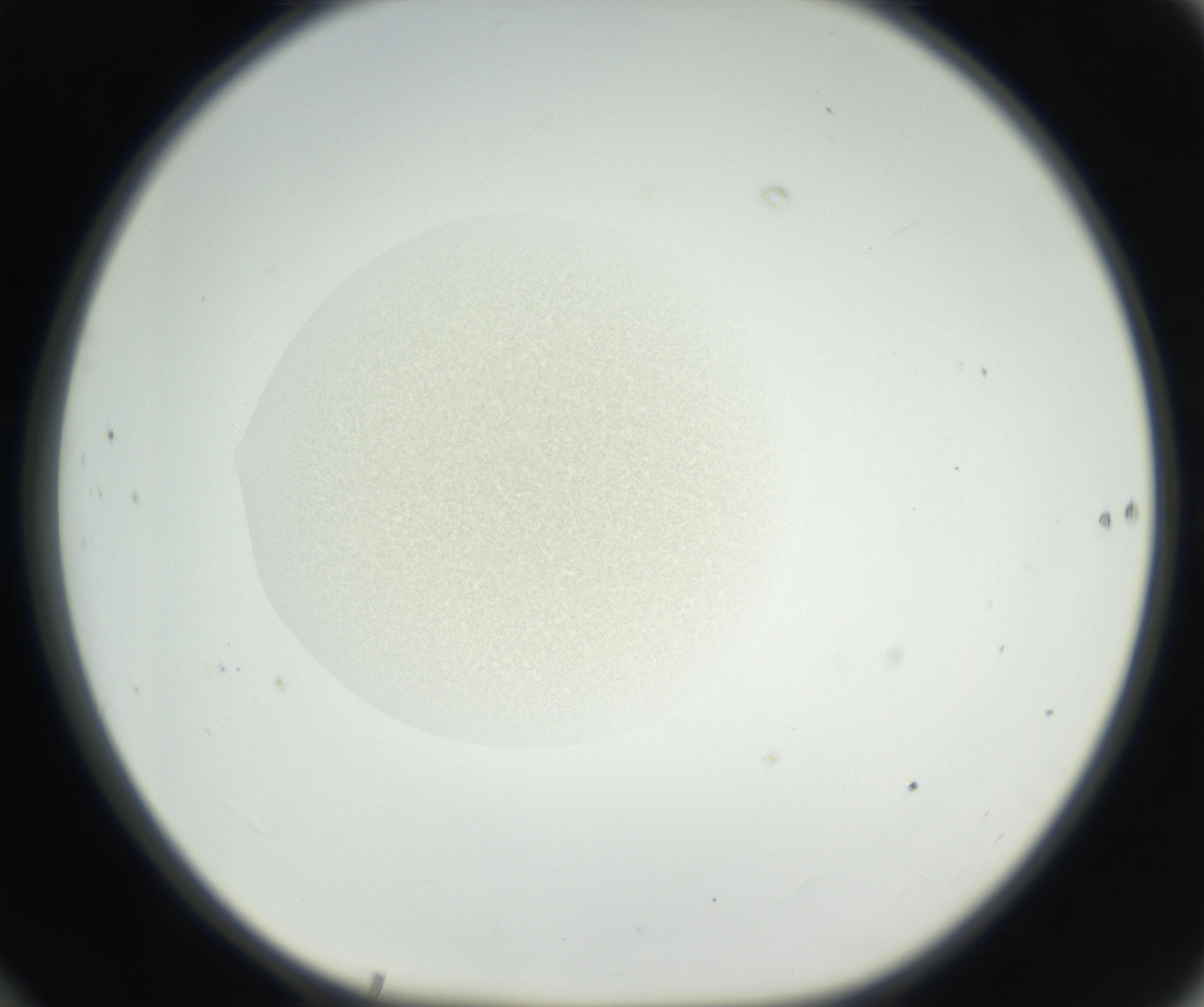 RI01_03_000_0212_Proj1_Clon1_MC_0000MC011157_004_160807_10_06_01_00_99_002_001_RAI.jpg