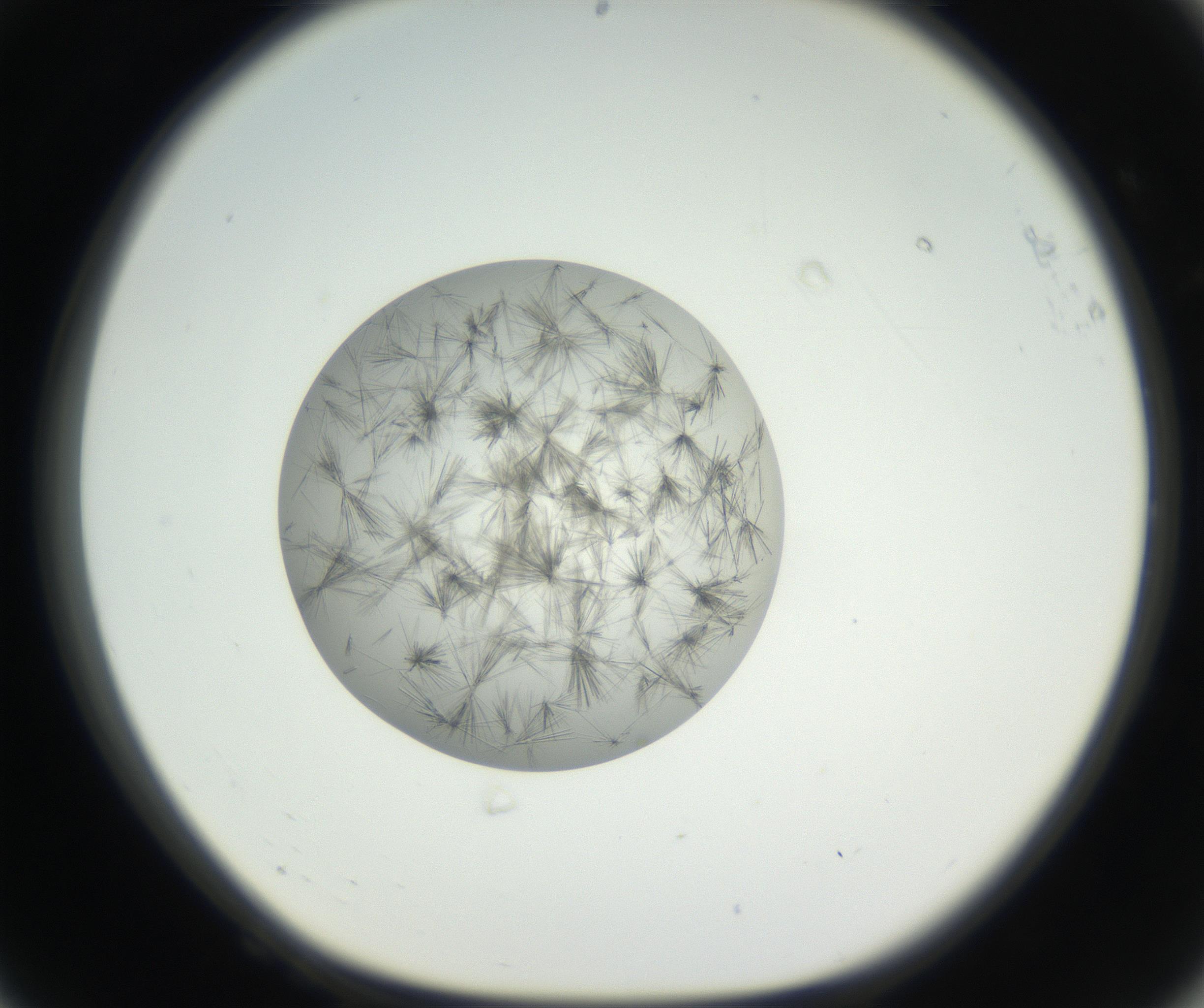 RI01_03_000_0212_Proj1_Clon1_MC_0000MC011158_004_160807_08_06_01_00_99_002_001_RAI.jpg