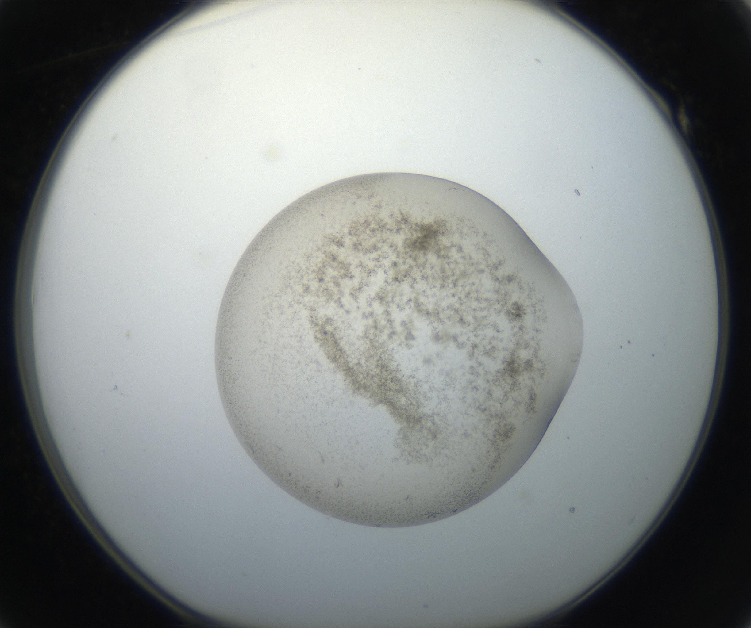 RI01_03_000_0212_Proj1_Clon1_MC_0000MC011165_005_160810_01_05_01_00_99_002_001_RAI.jpg