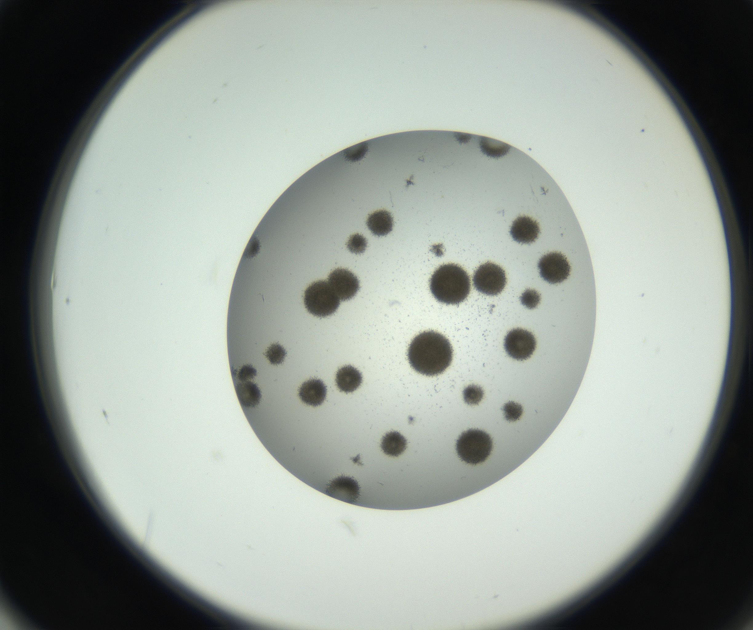 RI01_03_000_0212_Proj1_Clon1_MC_0000MC011202_010_160915_01_06_02_00_99_002_001_RAI.jpg