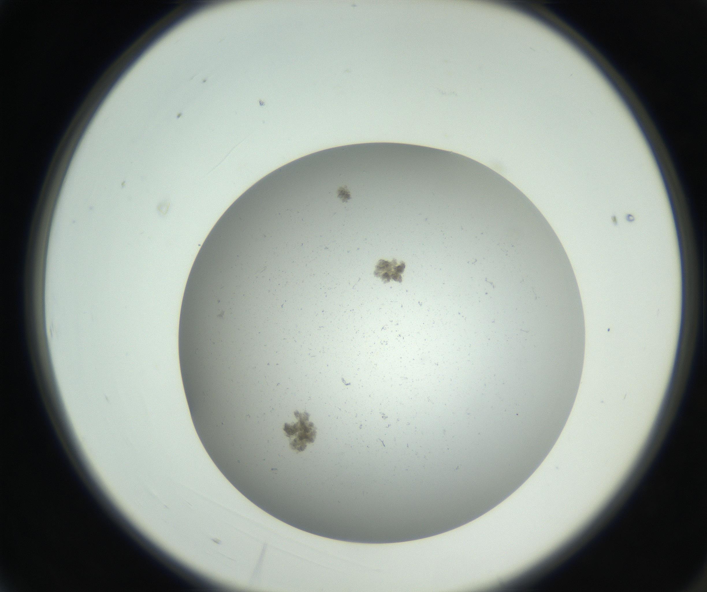 RI01_03_000_0212_Proj1_Clon1_MC_0000MC011202_010_160915_03_01_02_00_99_002_001_RAI.jpg