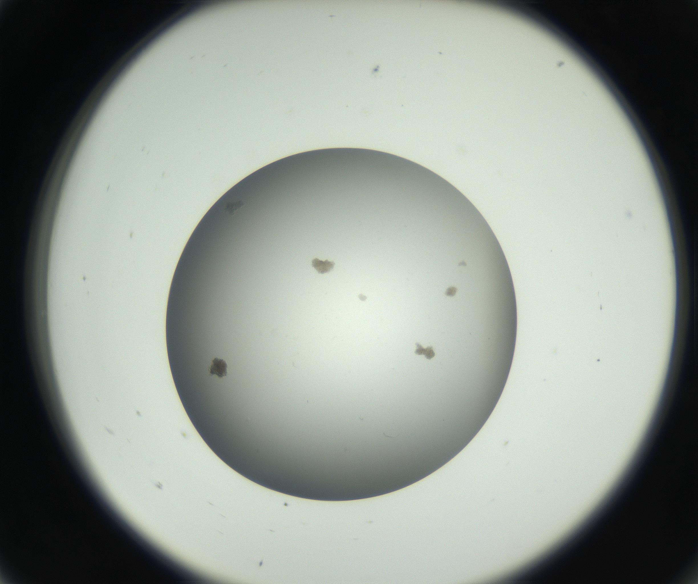 RI01_03_000_0212_Proj1_Clon1_MC_0000MC011202_010_160915_05_01_02_00_99_002_001_RAI.jpg