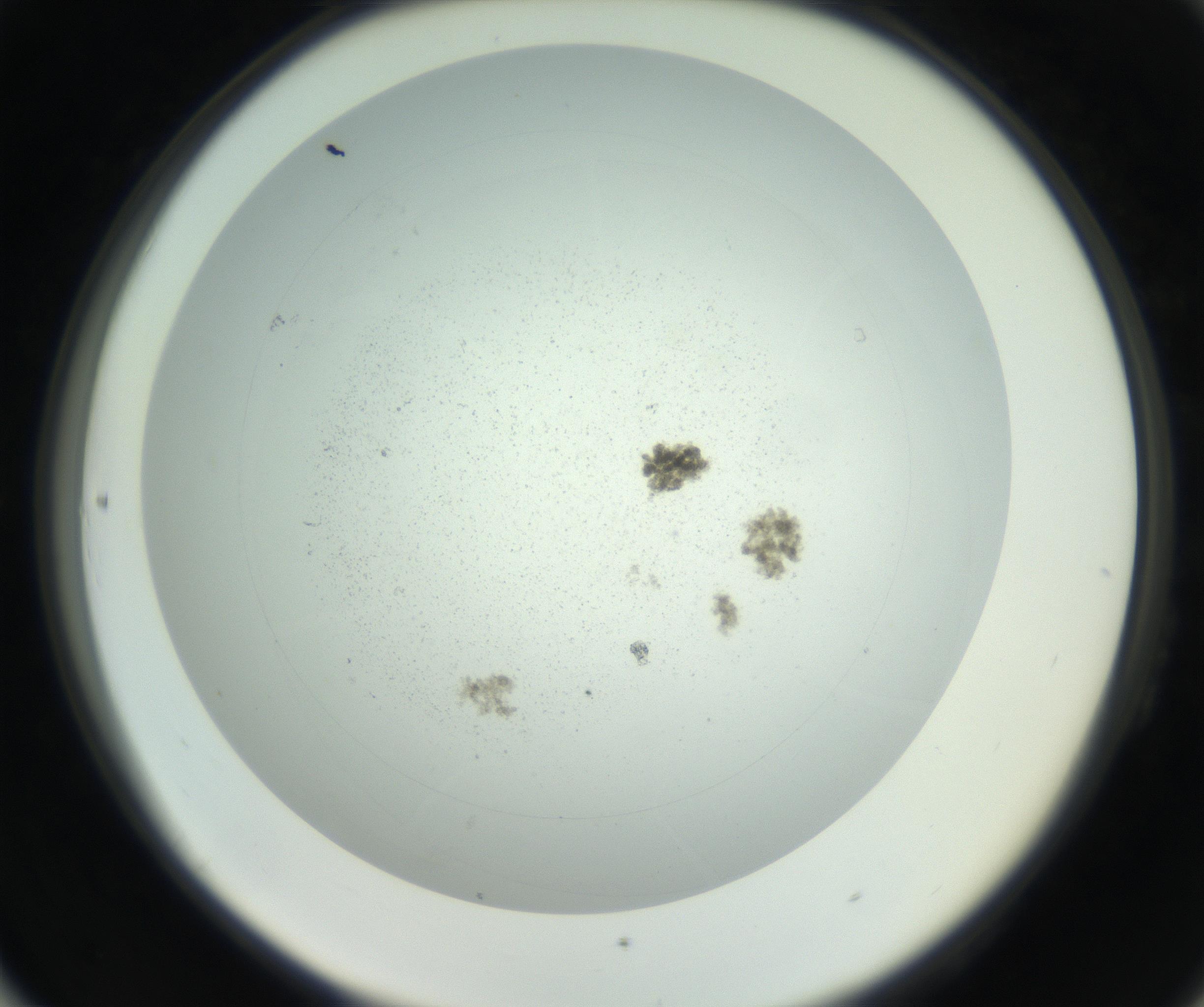RI01_03_000_0212_Proj1_Clon1_MC_0000MC011202_010_160915_06_08_02_00_99_002_001_RAI.jpg