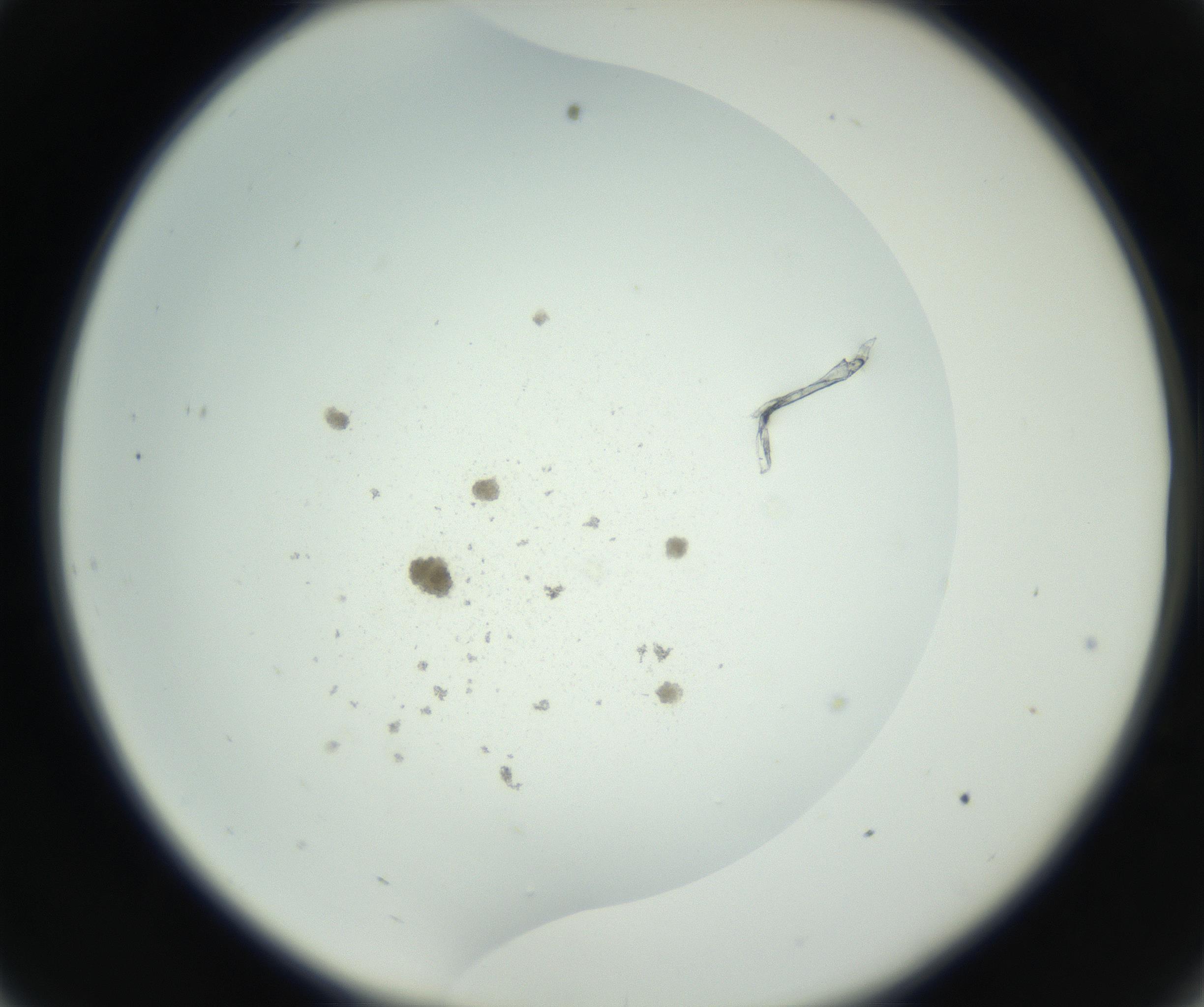 RI01_03_000_0212_Proj1_Clon1_MC_0000MC011202_010_160915_09_03_02_00_99_002_001_RAI.jpg