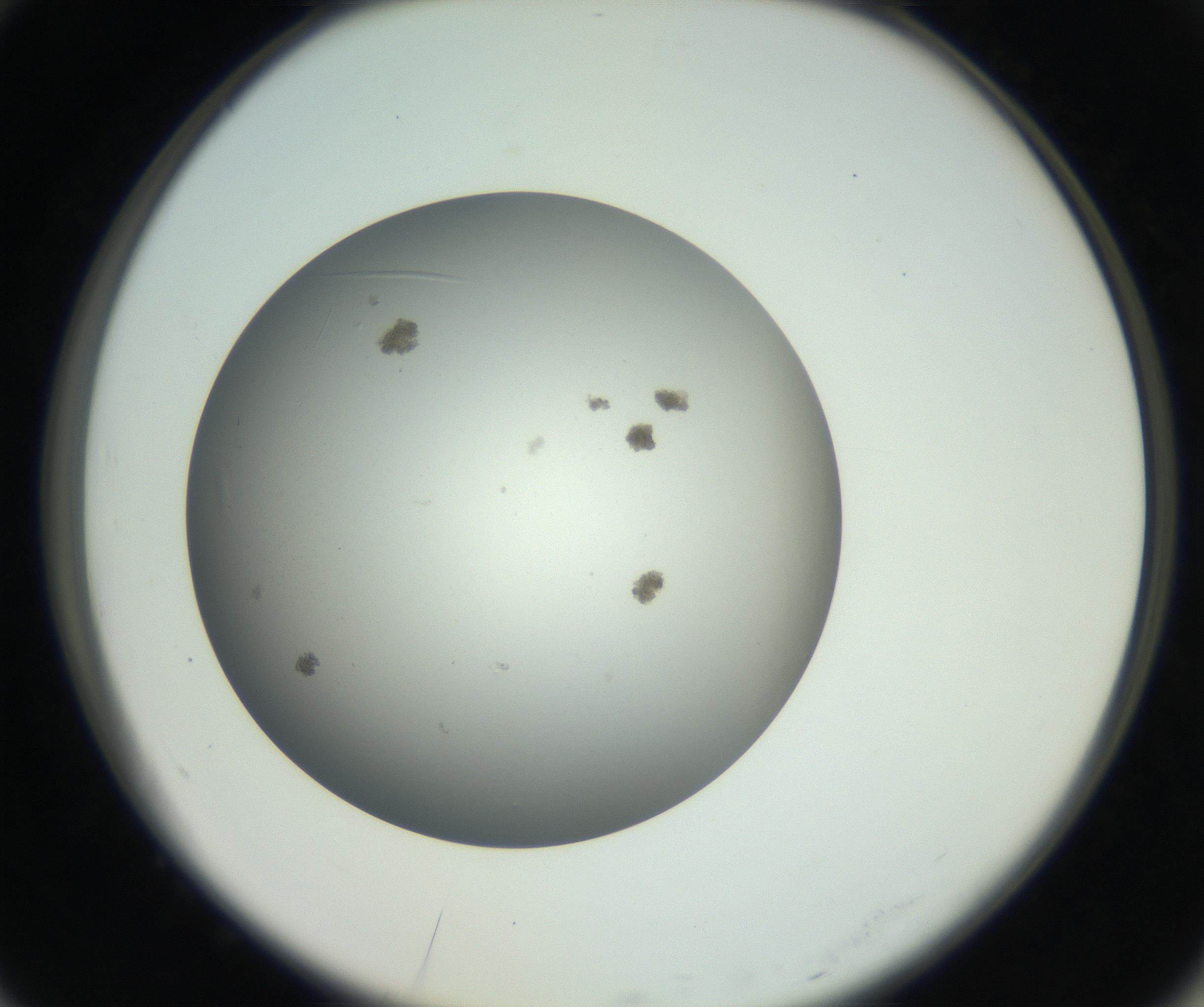 RI01_03_000_0212_Proj1_Clon1_MC_0000MC011202_010_160915_10_07_02_00_99_002_001_RAI.jpg