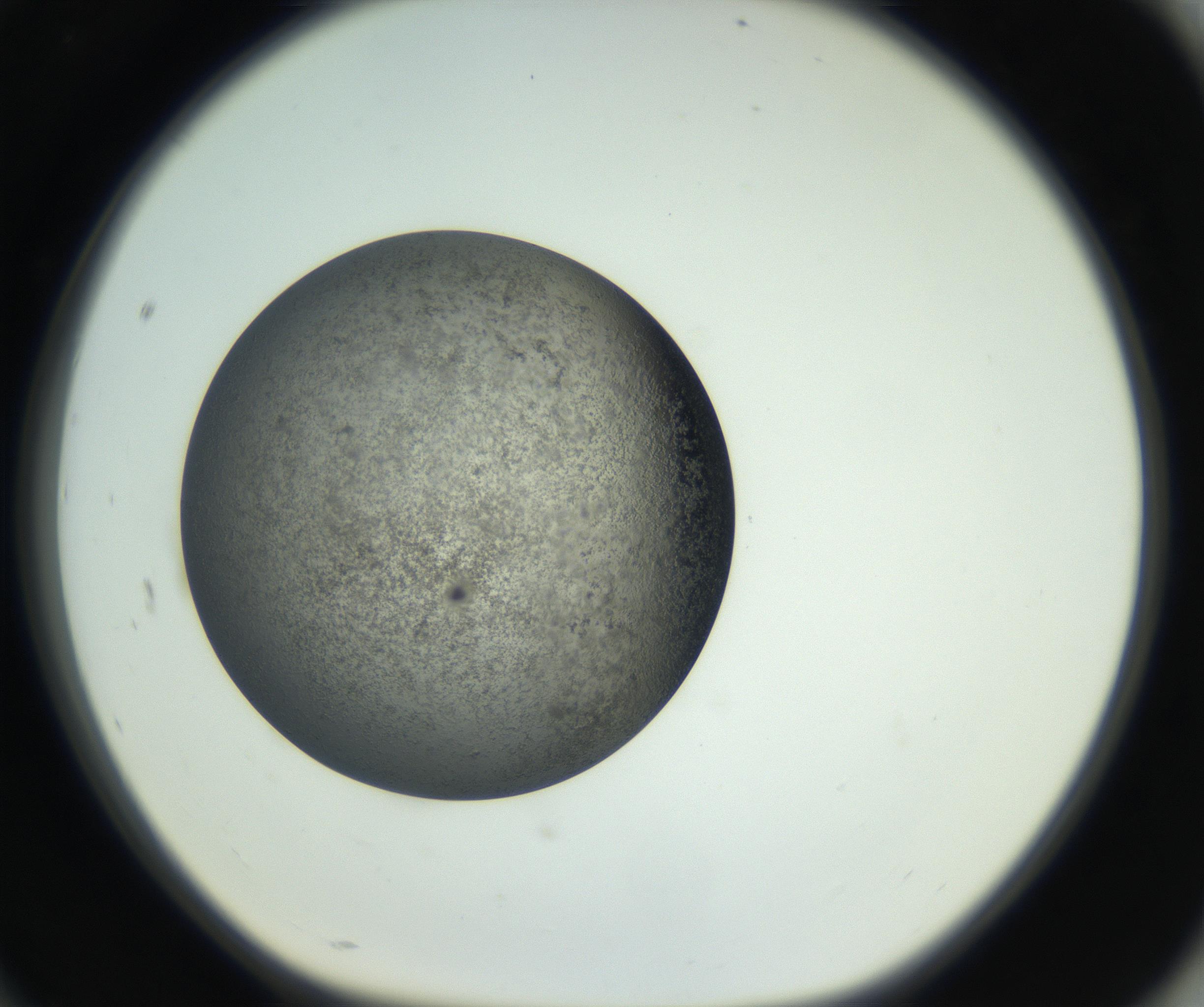 RI01_03_000_0212_Proj1_Clon1_MC_0000MC011202_010_160915_10_08_01_00_99_002_001_RAI.jpg