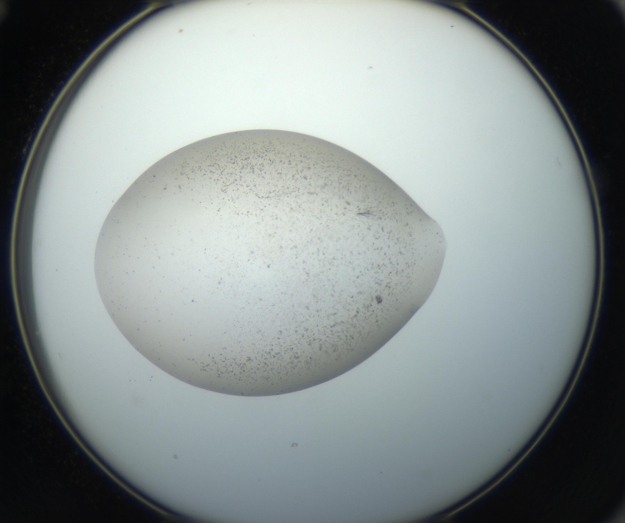RI01_03_000_0212_Proj1_Clon1_MC_0000MC011217_010_160922_12_06_02_00_99_002_001_RAI.jpg