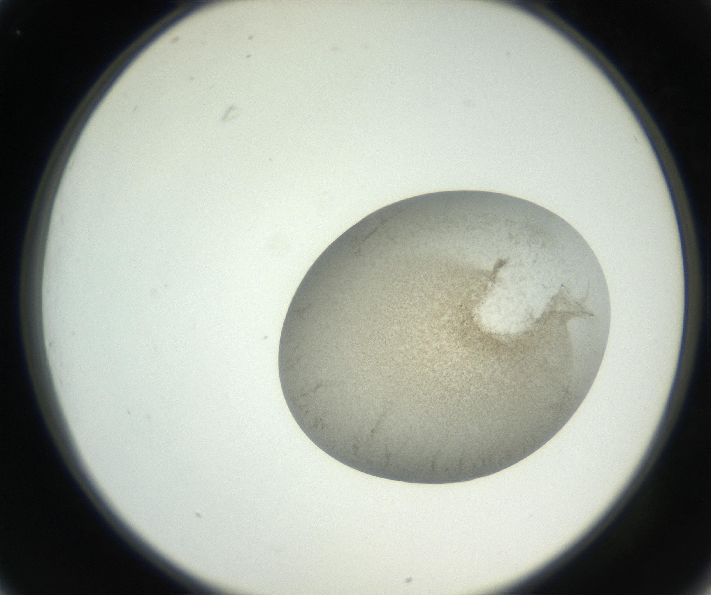RI01_03_000_0212_Proj1_Clon1_MC_0000MC011227_002_160824_01_03_02_00_99_002_001_RAI.jpg