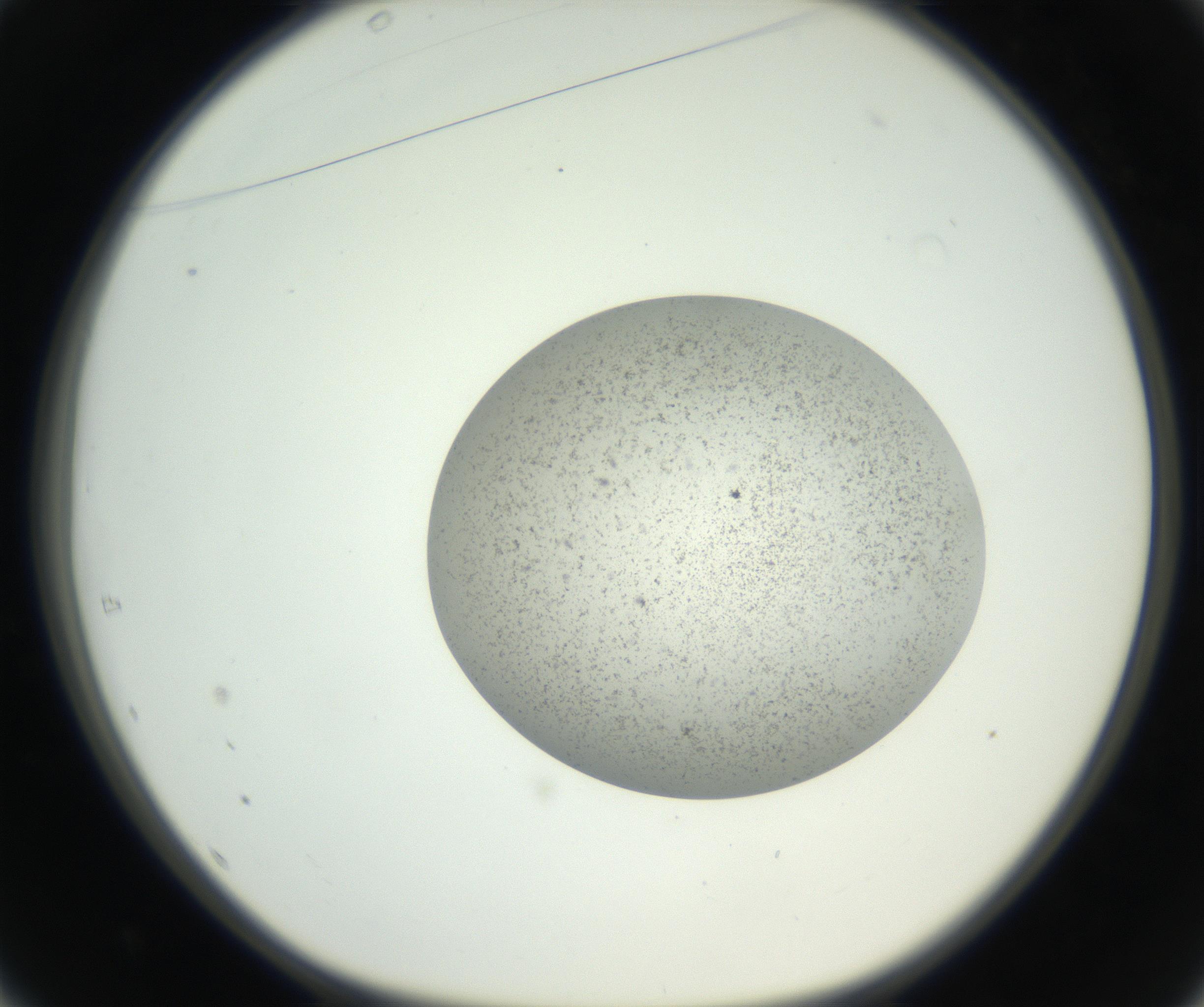 RI01_03_000_0212_Proj1_Clon1_MC_0000MC011227_002_160824_01_04_01_00_99_002_001_RAI.jpg