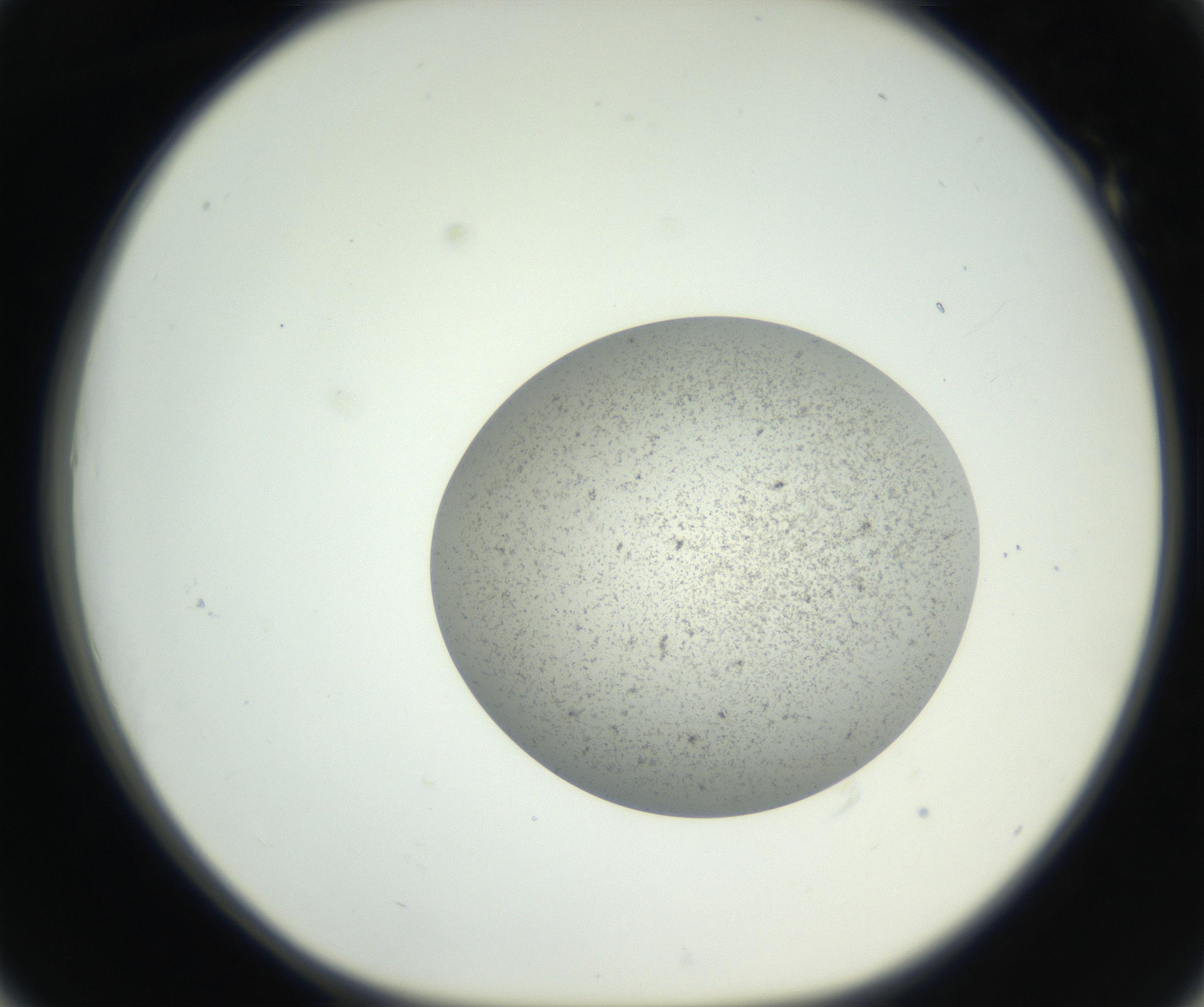 RI01_03_000_0212_Proj1_Clon1_MC_0000MC011227_002_160824_01_05_01_00_99_002_001_RAI.jpg