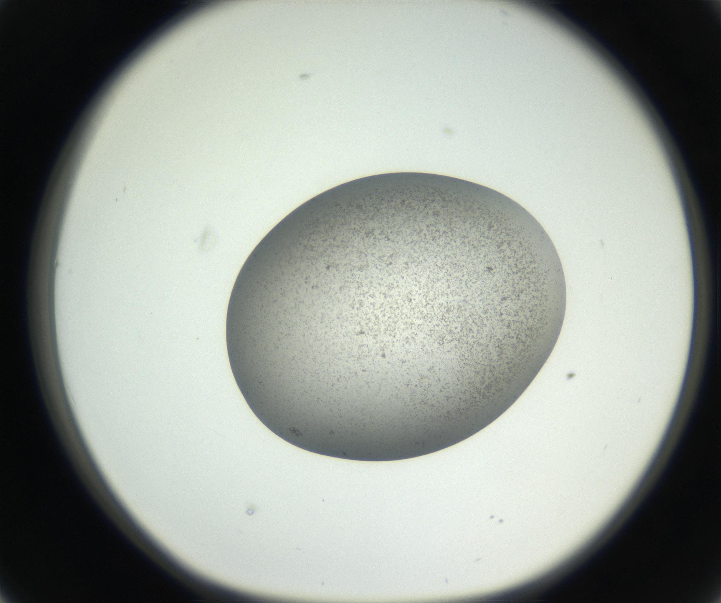 RI01_03_000_0212_Proj1_Clon1_MC_0000MC011227_002_160824_02_04_01_00_99_002_001_RAI.jpg