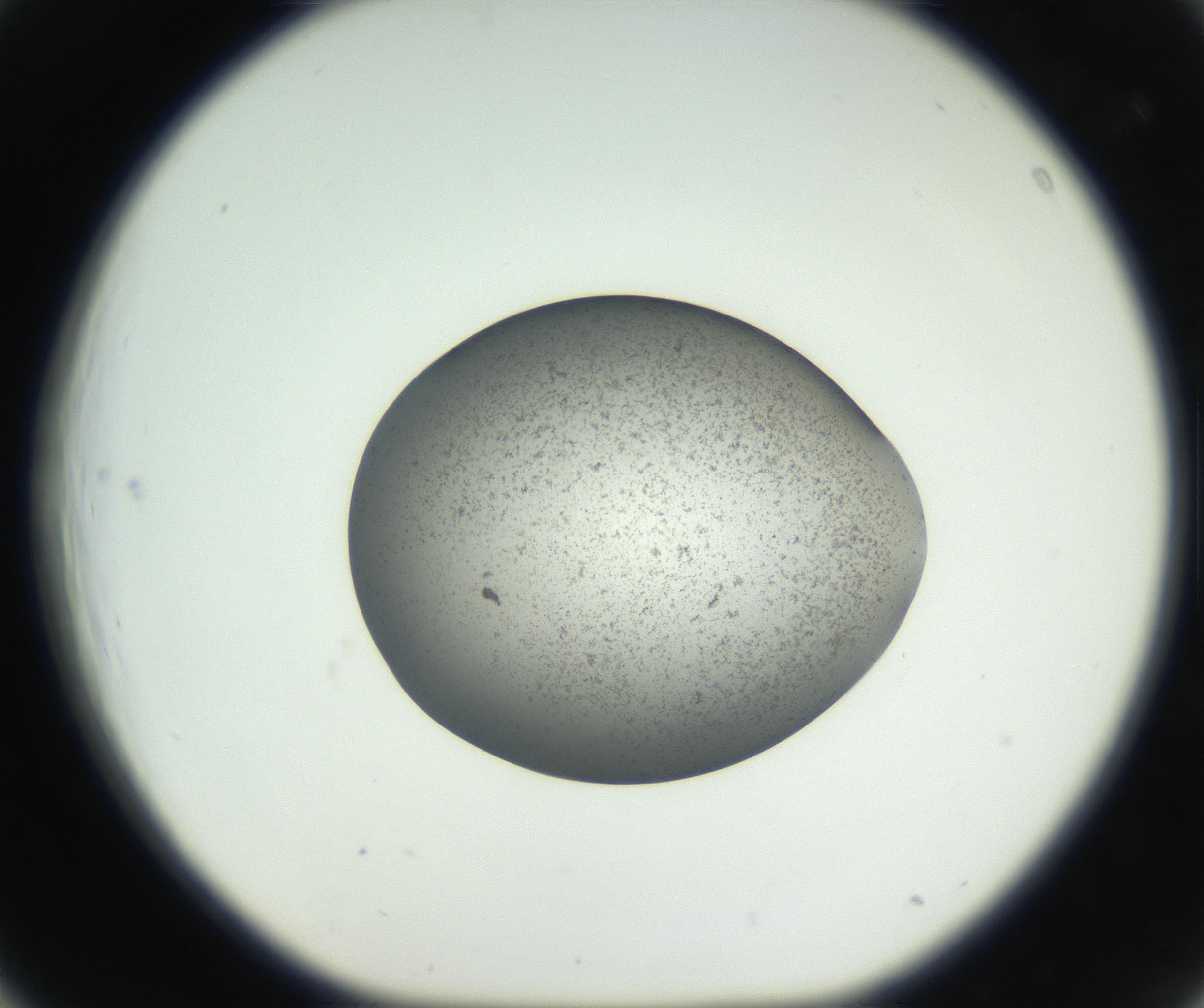 RI01_03_000_0212_Proj1_Clon1_MC_0000MC011227_002_160824_03_04_01_00_99_002_001_RAI.jpg