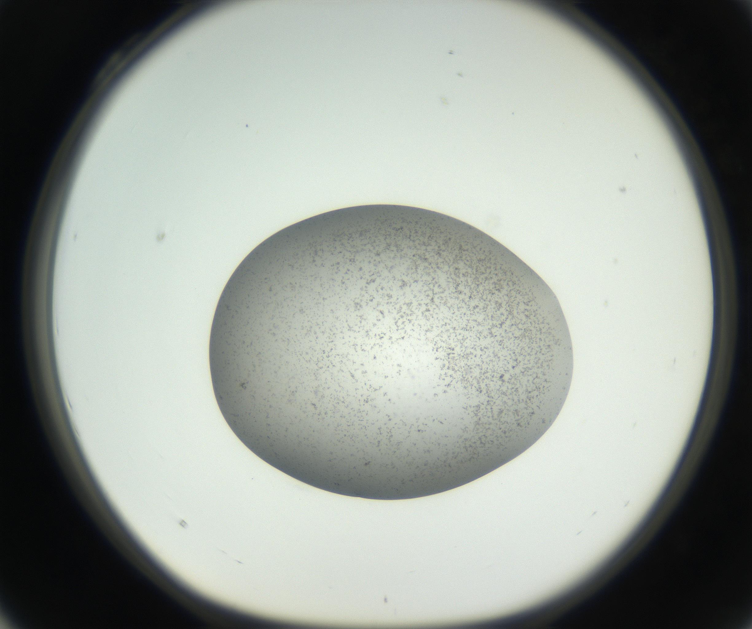 RI01_03_000_0212_Proj1_Clon1_MC_0000MC011227_002_160824_04_03_01_00_99_002_001_RAI.jpg