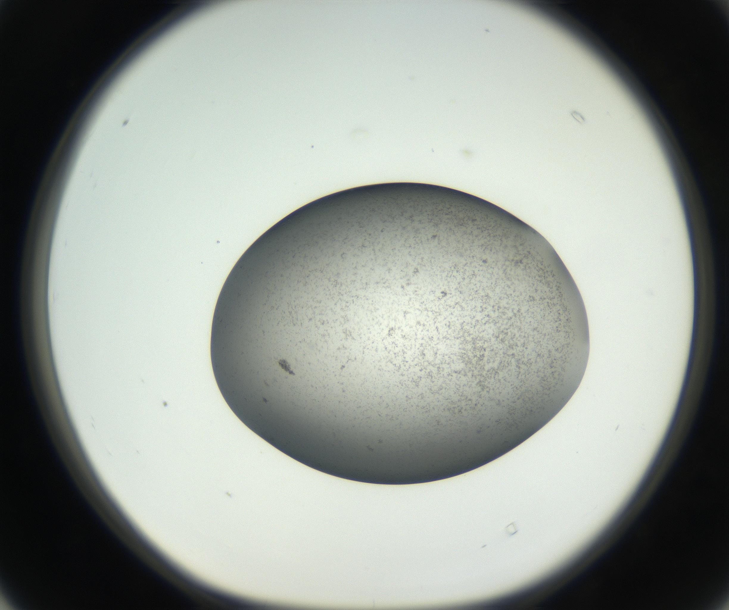 RI01_03_000_0212_Proj1_Clon1_MC_0000MC011227_002_160824_04_04_01_00_99_002_001_RAI.jpg