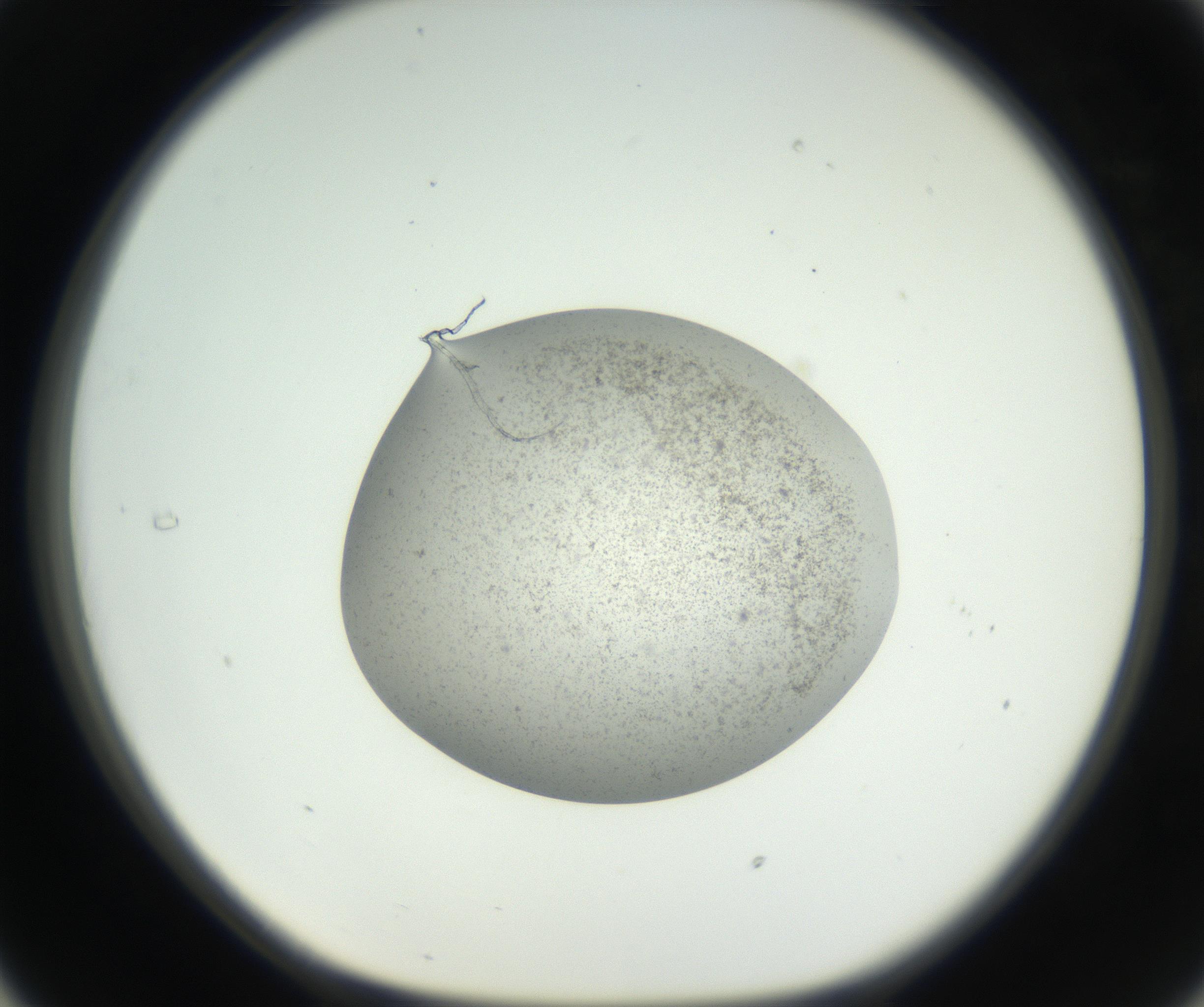 RI01_03_000_0212_Proj1_Clon1_MC_0000MC011227_002_160824_05_03_01_00_99_002_001_RAI.jpg