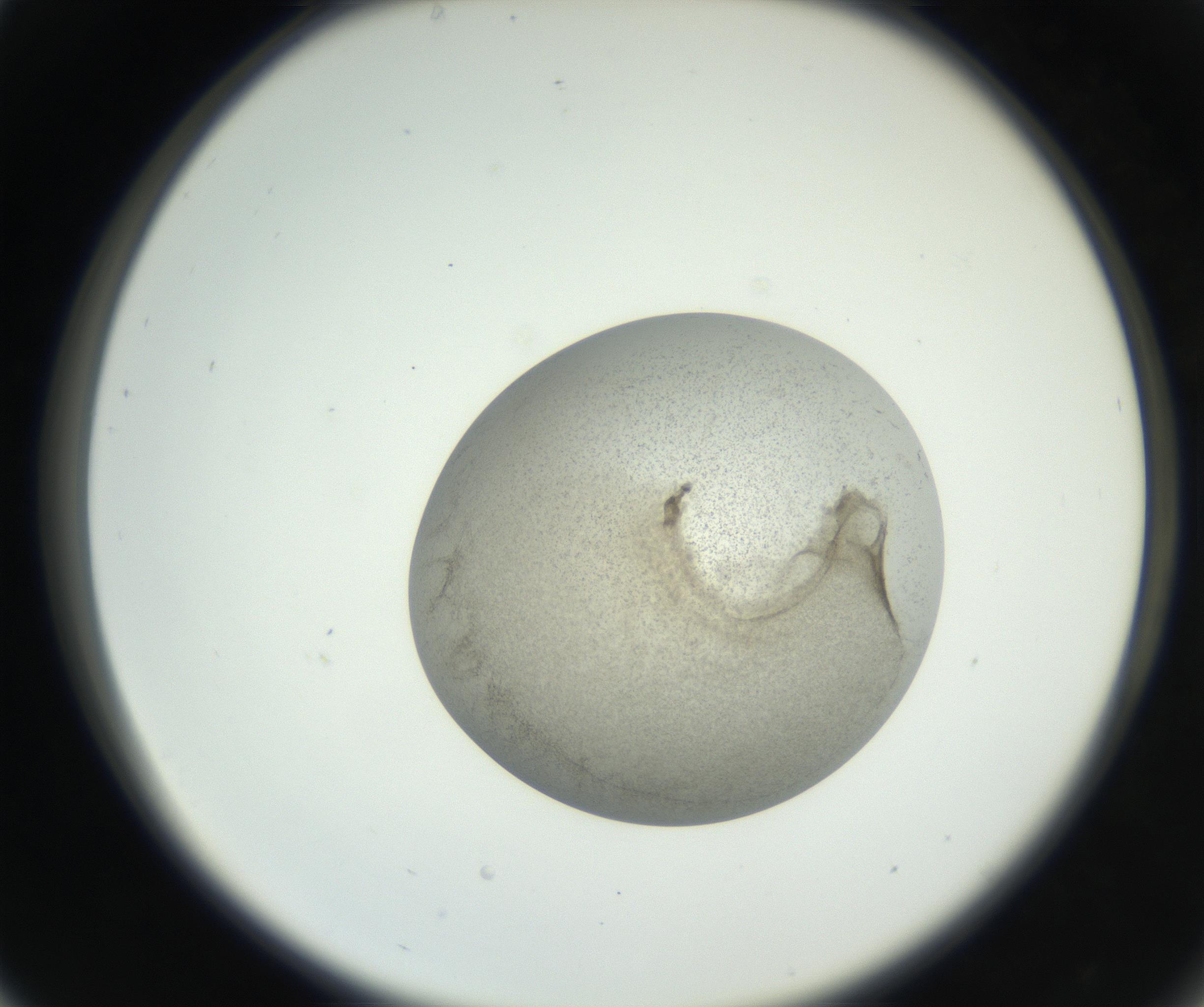 RI01_03_000_0212_Proj1_Clon1_MC_0000MC011227_002_160824_05_03_02_00_99_002_001_RAI.jpg