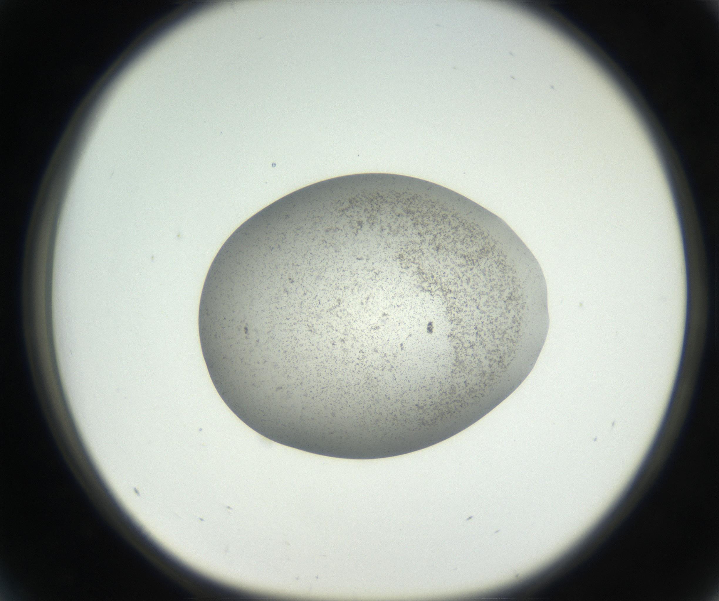 RI01_03_000_0212_Proj1_Clon1_MC_0000MC011227_002_160824_05_04_01_00_99_002_001_RAI.jpg