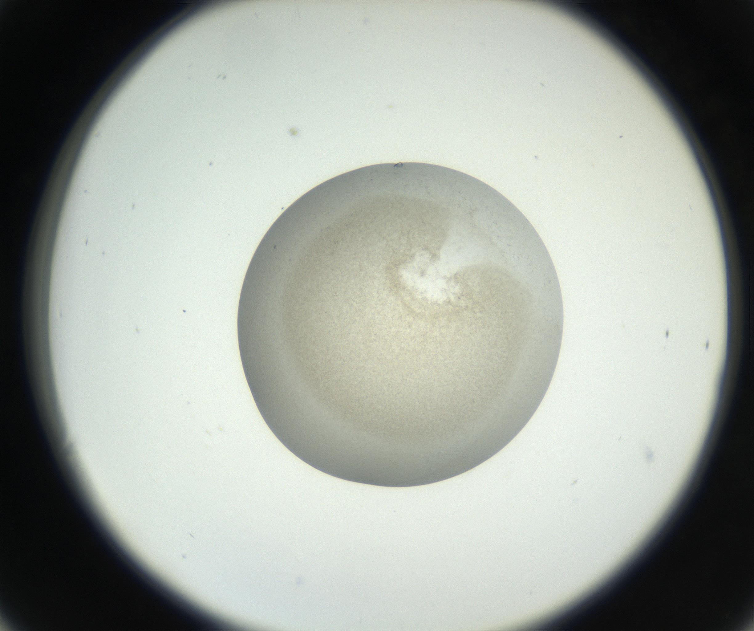 RI01_03_000_0212_Proj1_Clon1_MC_0000MC011227_002_160824_06_03_02_00_99_002_001_RAI.jpg