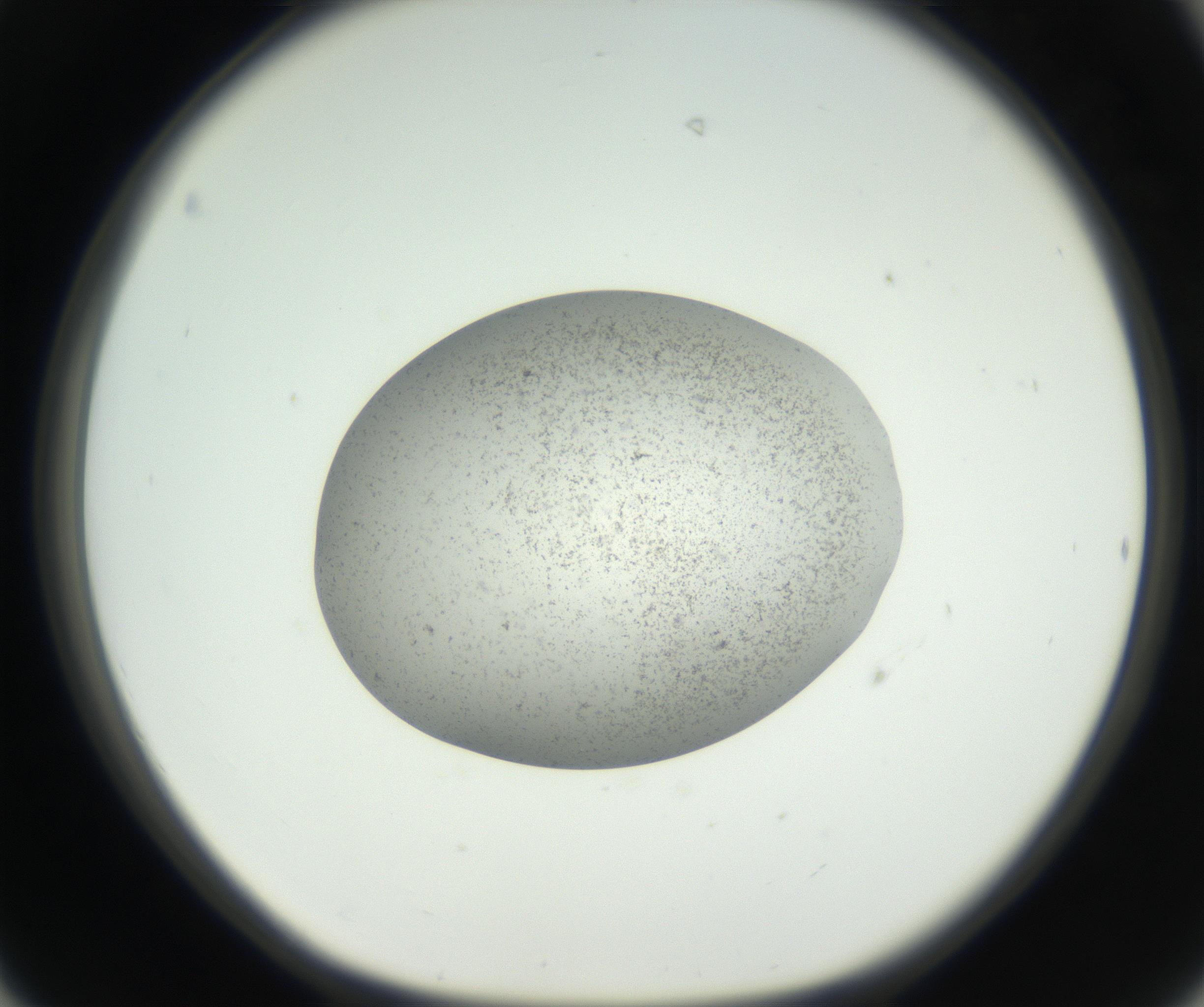 RI01_03_000_0212_Proj1_Clon1_MC_0000MC011227_002_160824_06_04_01_00_99_002_001_RAI.jpg