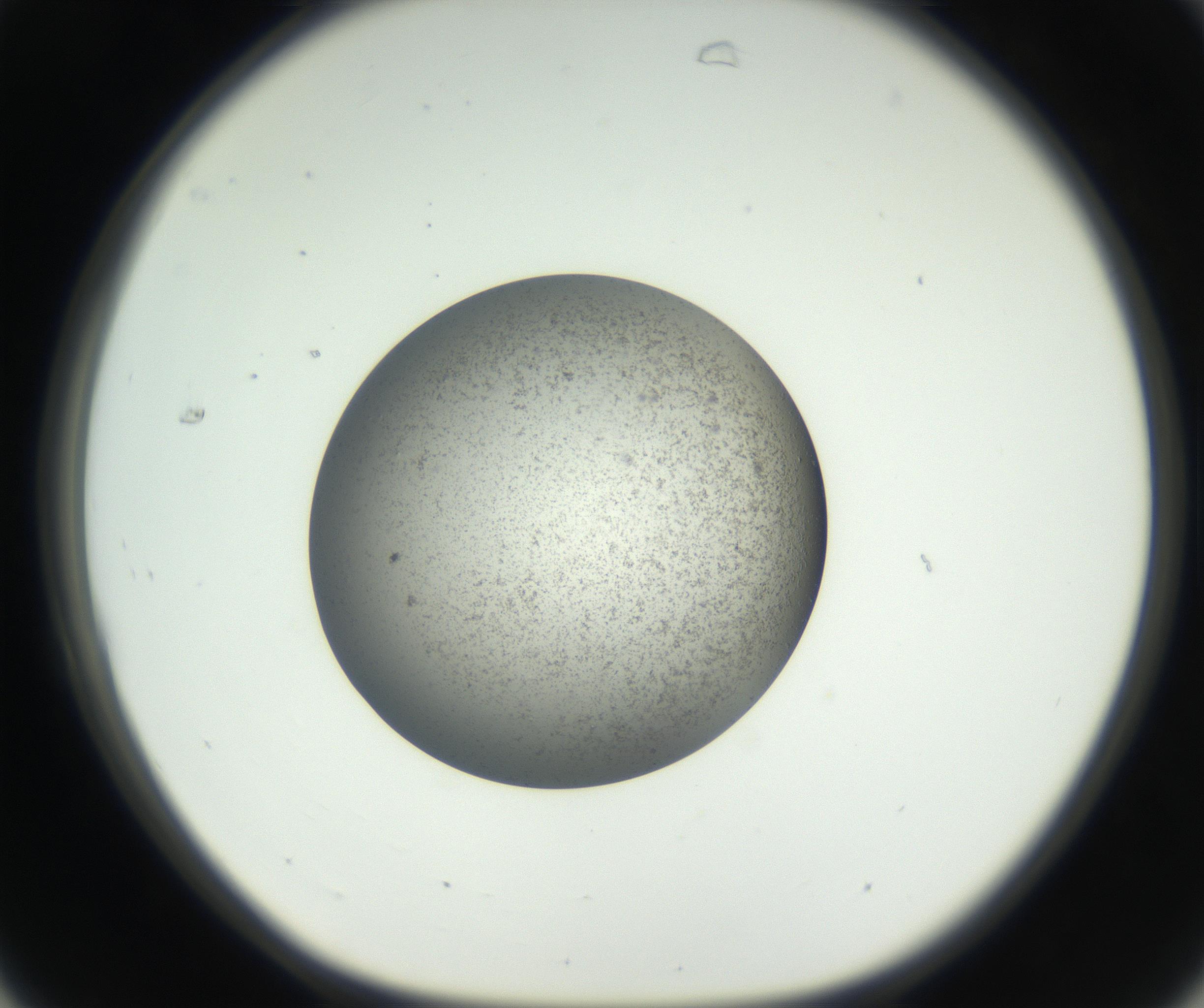RI01_03_000_0212_Proj1_Clon1_MC_0000MC011227_002_160824_07_03_01_00_99_002_001_RAI.jpg