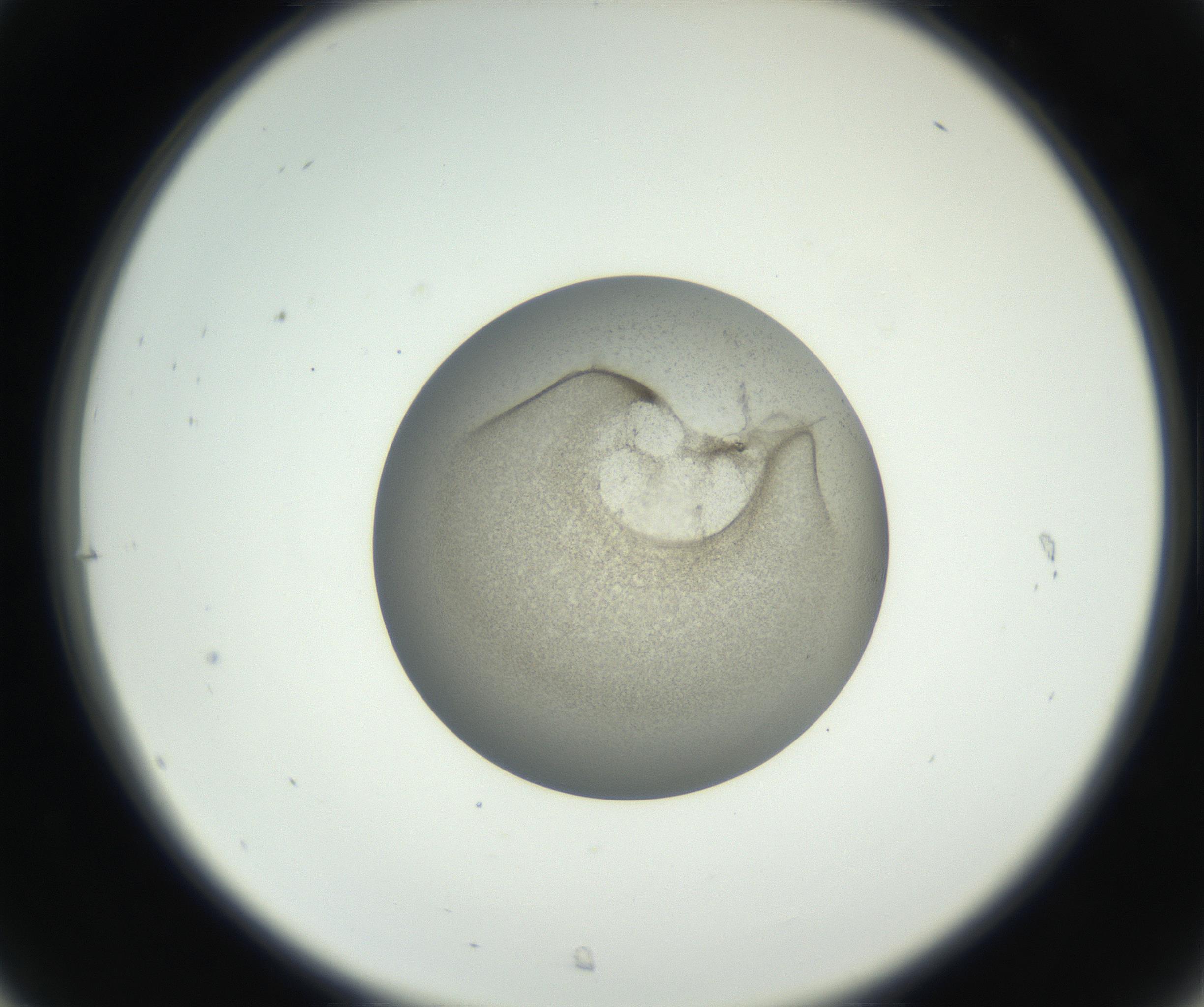 RI01_03_000_0212_Proj1_Clon1_MC_0000MC011227_002_160824_07_03_02_00_99_002_001_RAI.jpg