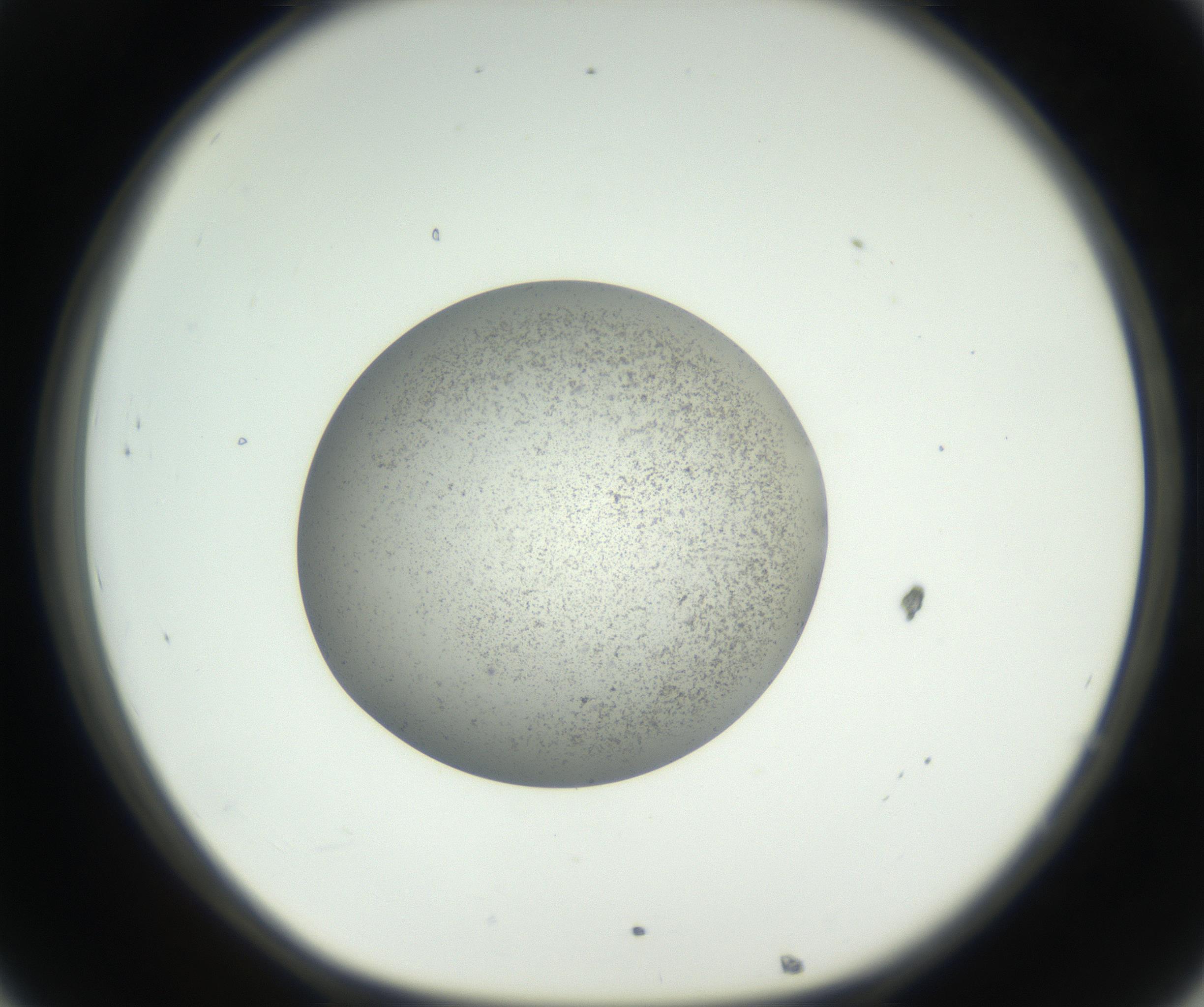 RI01_03_000_0212_Proj1_Clon1_MC_0000MC011227_002_160824_08_03_01_00_99_002_001_RAI.jpg