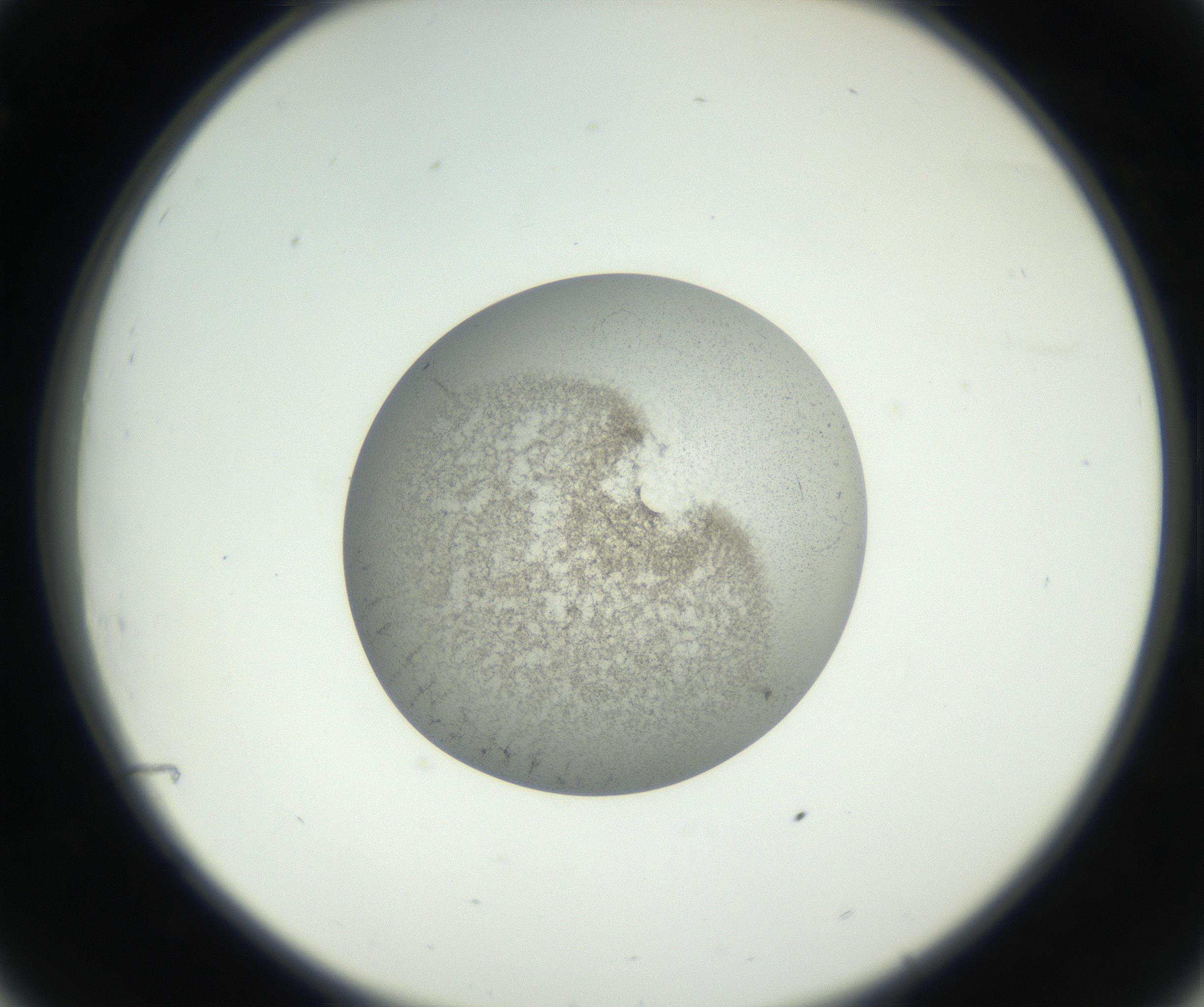 RI01_03_000_0212_Proj1_Clon1_MC_0000MC011227_002_160824_08_03_02_00_99_002_001_RAI.jpg