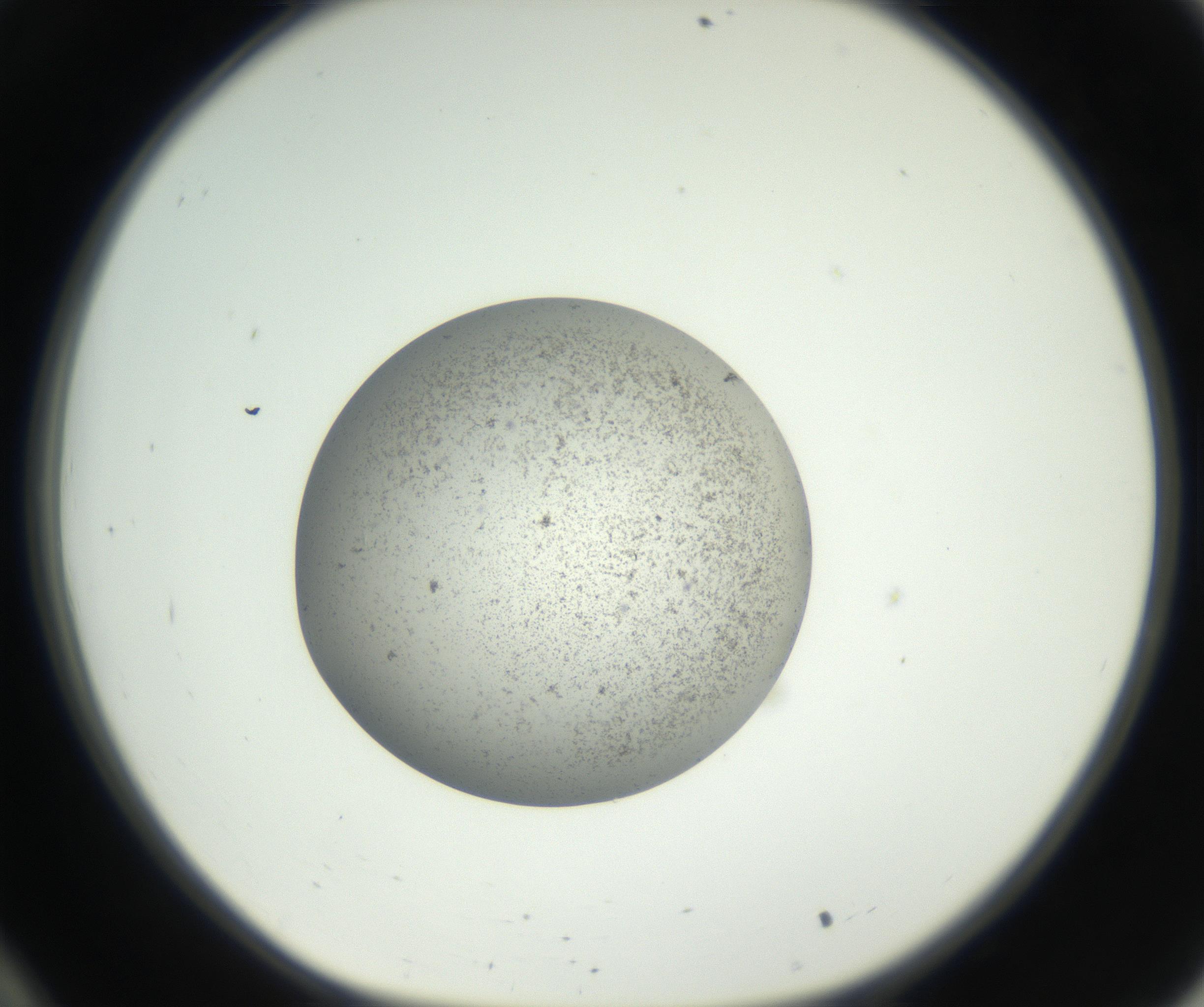 RI01_03_000_0212_Proj1_Clon1_MC_0000MC011227_002_160824_10_03_01_00_99_002_001_RAI.jpg