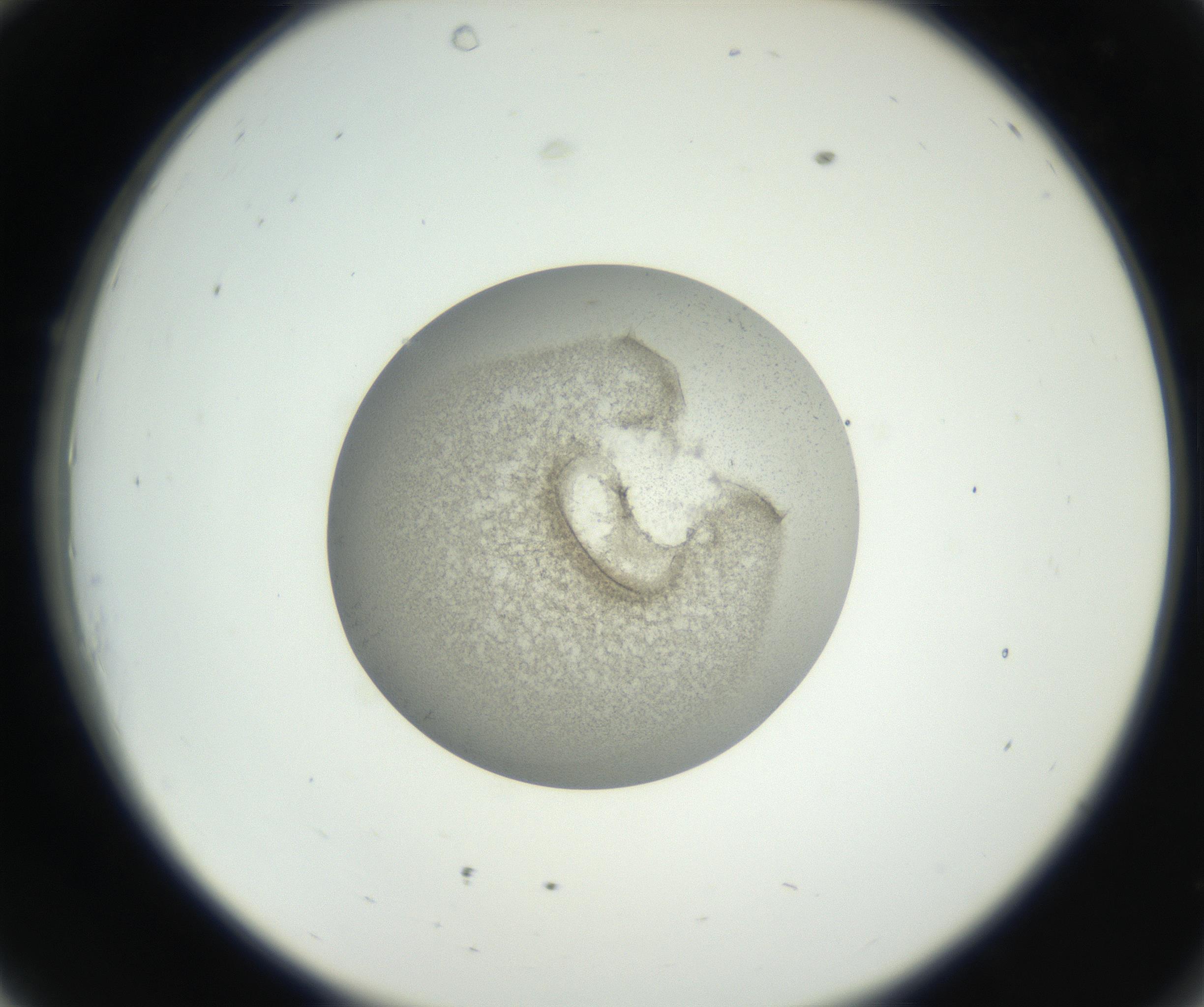 RI01_03_000_0212_Proj1_Clon1_MC_0000MC011227_002_160824_10_03_02_00_99_002_001_RAI.jpg