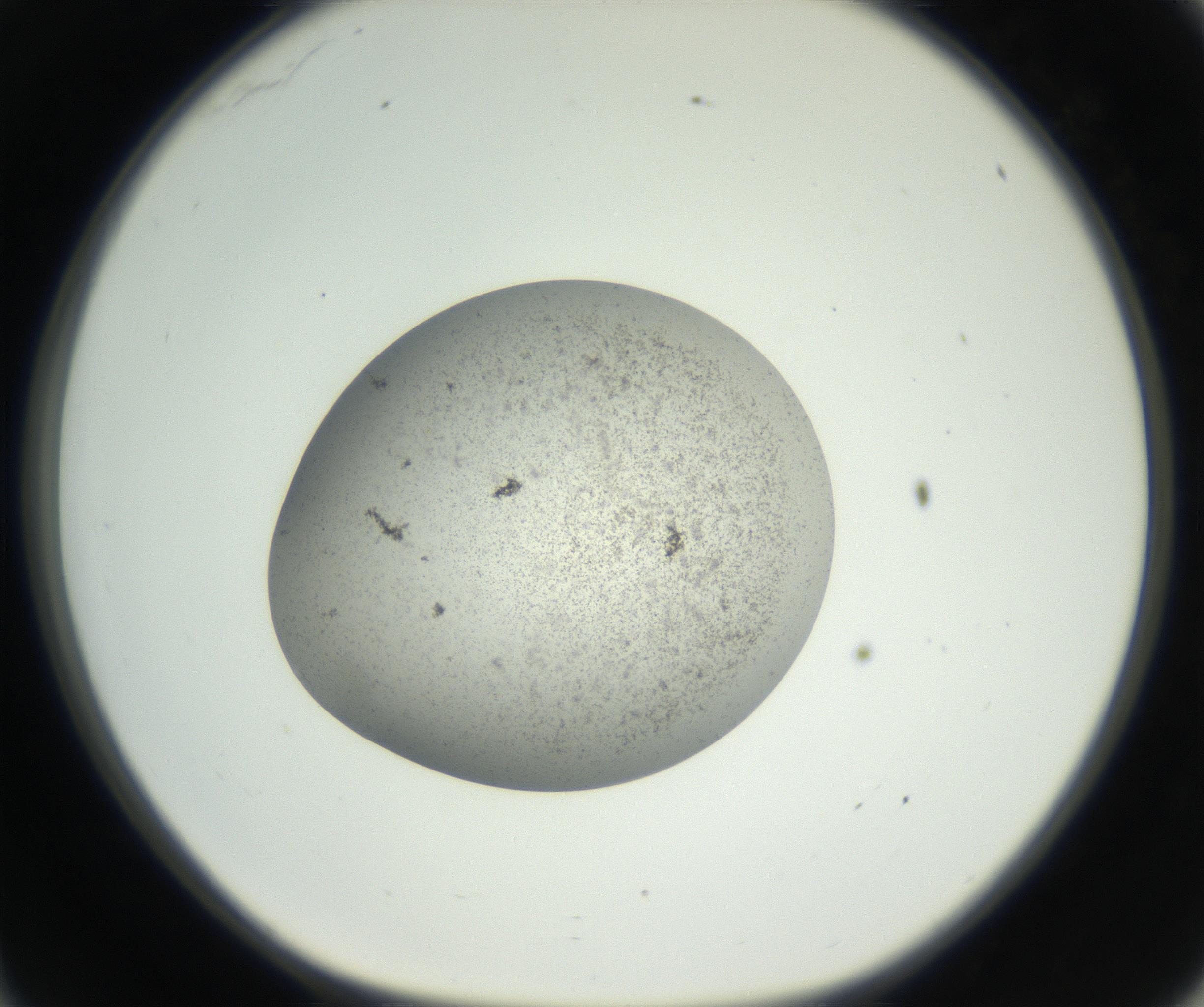 RI01_03_000_0212_Proj1_Clon1_MC_0000MC011227_002_160824_11_03_01_00_99_002_001_RAI.jpg
