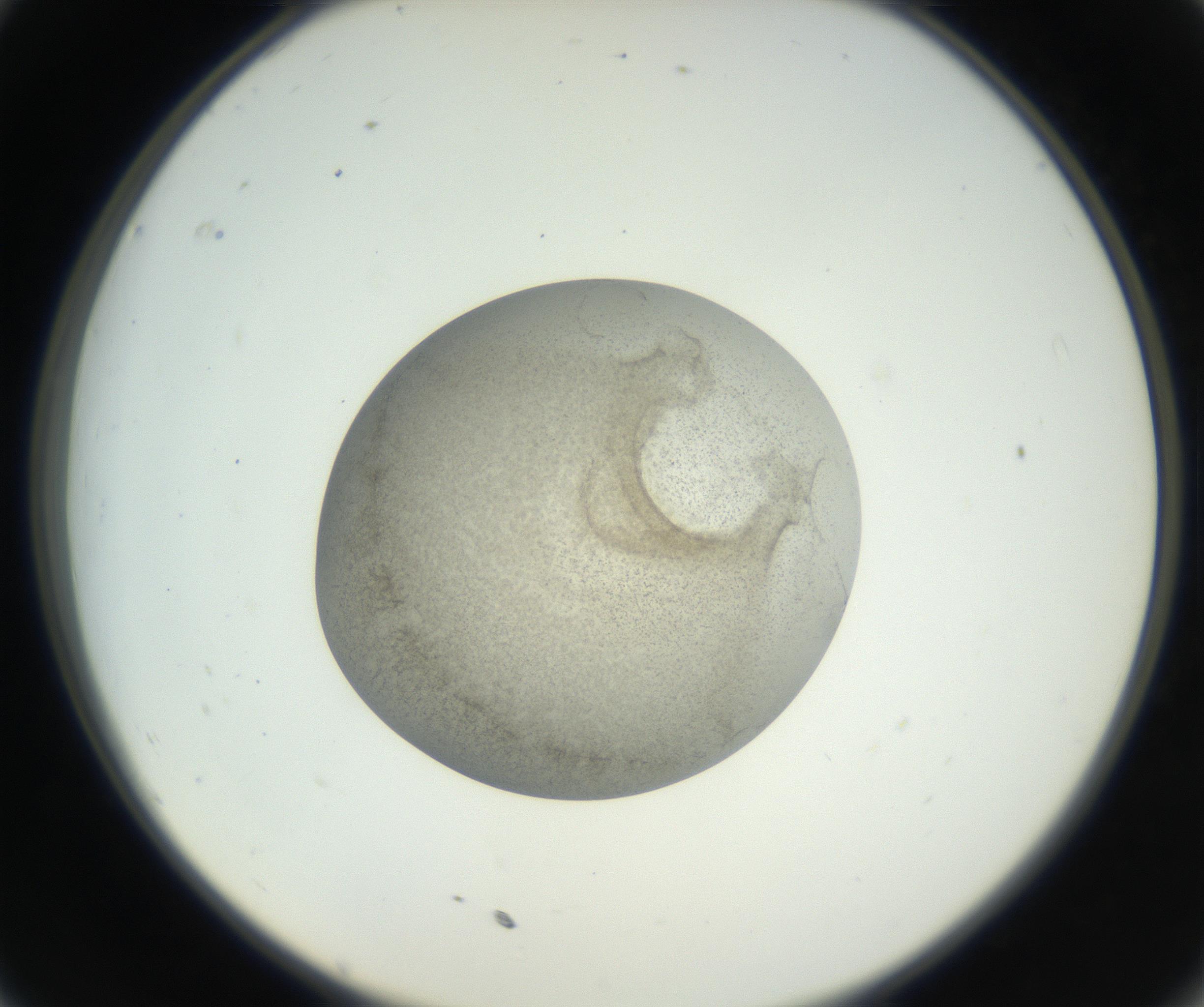 RI01_03_000_0212_Proj1_Clon1_MC_0000MC011227_002_160824_11_03_02_00_99_002_001_RAI.jpg
