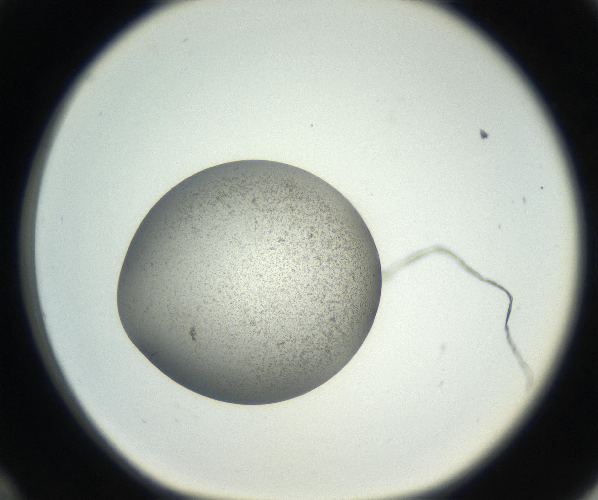 RI01_03_000_0212_Proj1_Clon1_MC_0000MC011227_002_160824_12_03_01_00_99_002_001_RAI.jpg