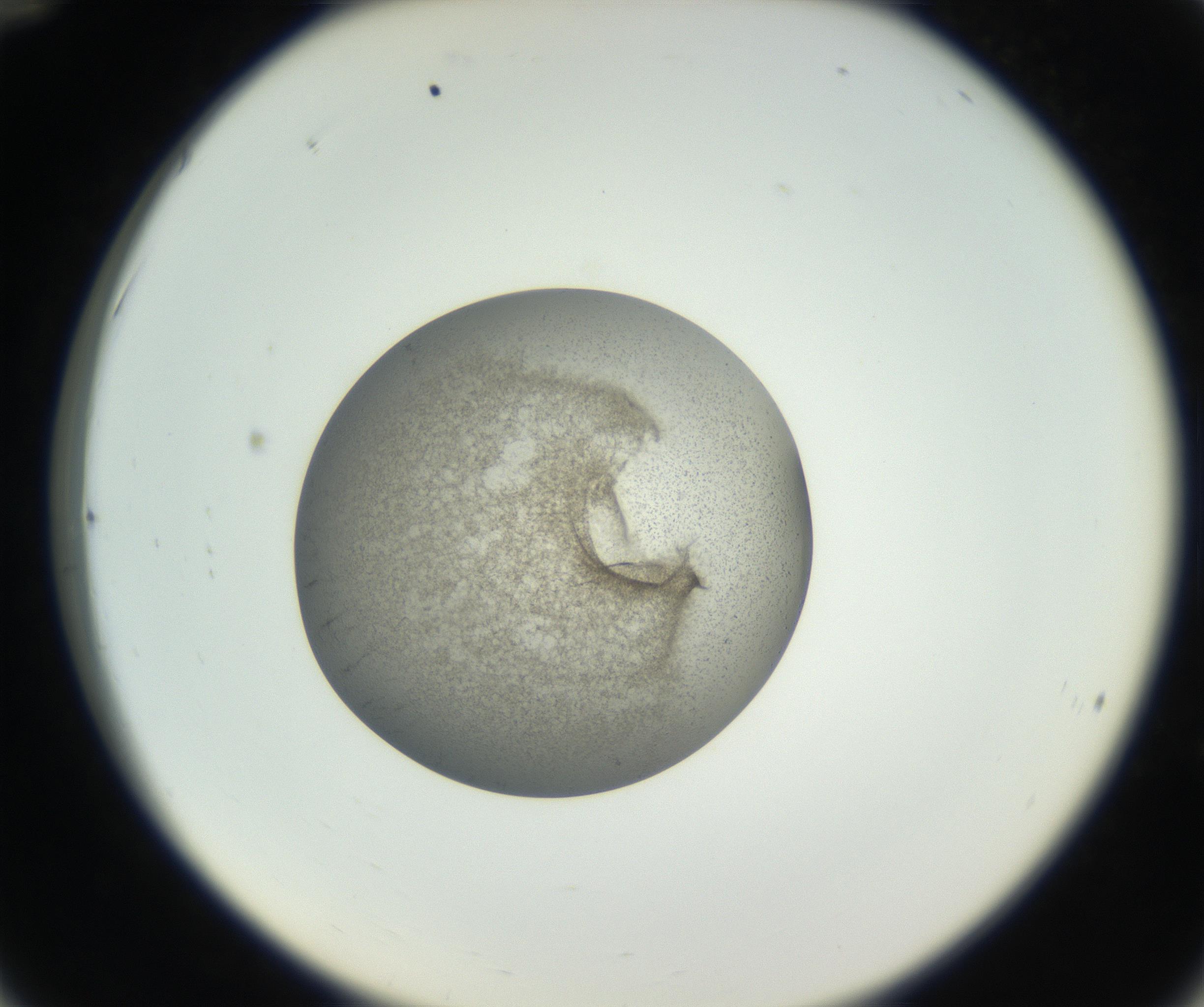 RI01_03_000_0212_Proj1_Clon1_MC_0000MC011227_002_160824_12_03_02_00_99_002_001_RAI.jpg