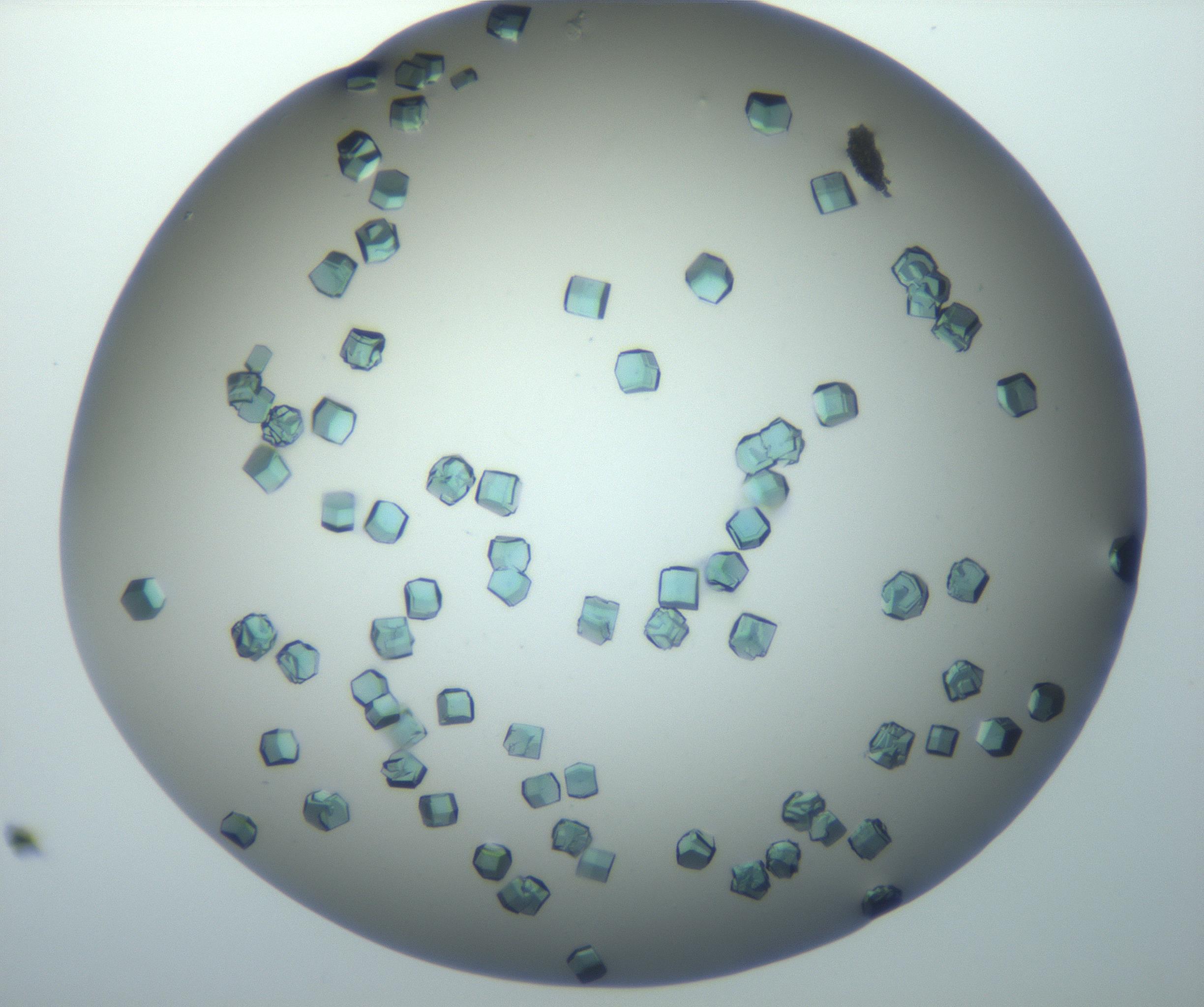 RI01_03_000_0212_Proj1_Clon1_MC_0000MC011251_013_161115_01_01_01_00_99_002_001_RAI.jpg