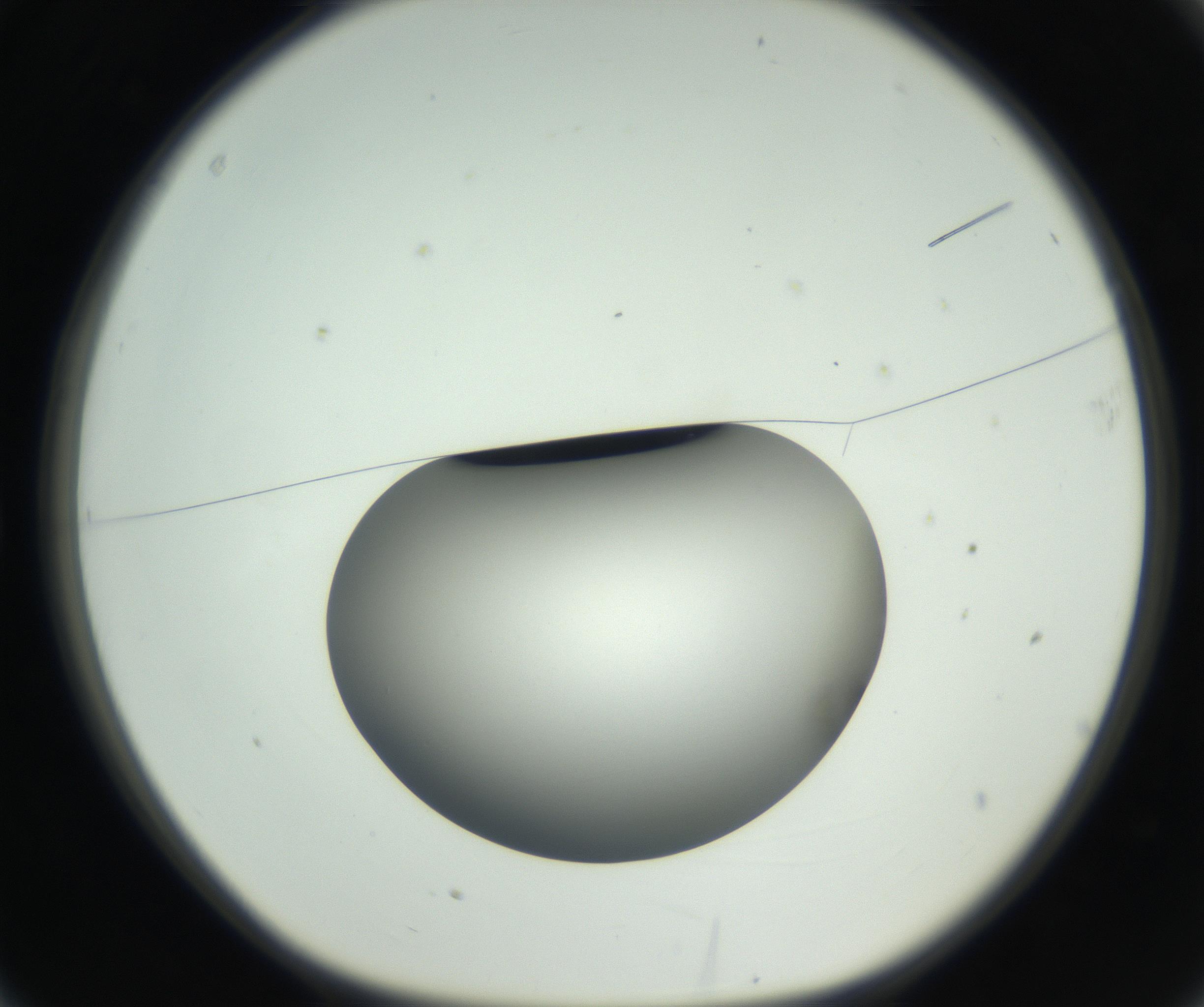RI01_03_000_0212_Proj1_Clon1_MC_0000MC011261_004_160913_03_01_01_00_99_002_001_RAI.jpg