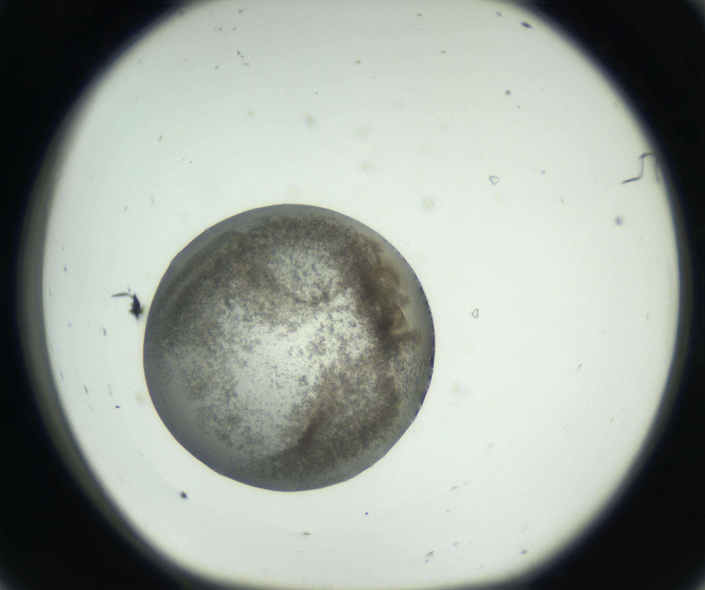 RI01_03_000_0212_Proj1_Clon1_MC_0000MC011261_004_160913_08_01_01_00_99_002_001_RAI.jpg