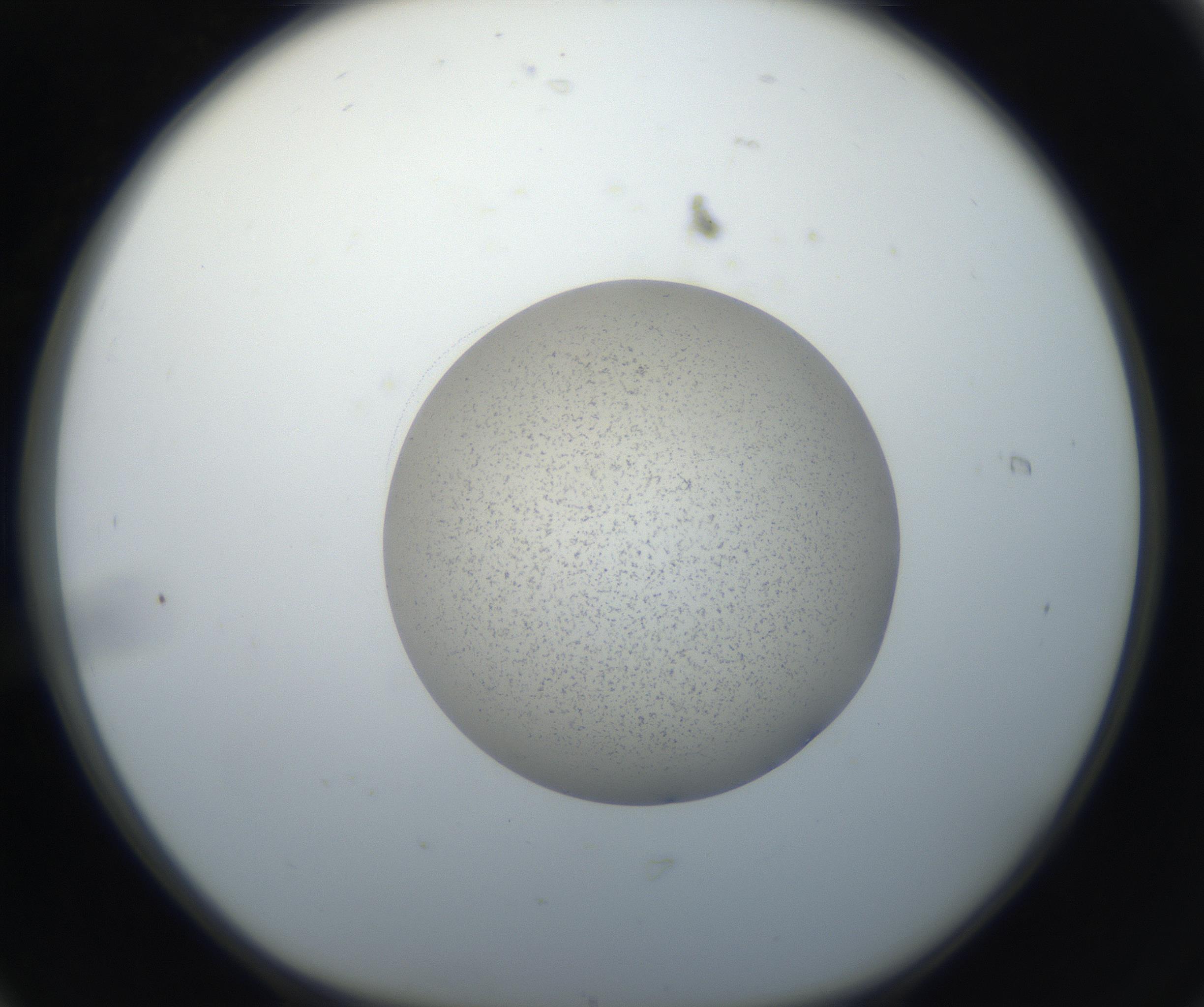 RI01_03_000_0212_Proj1_Clon1_MC_0000MC102526_015_160810_06_01_01_00_99_002_001_RAI.jpg