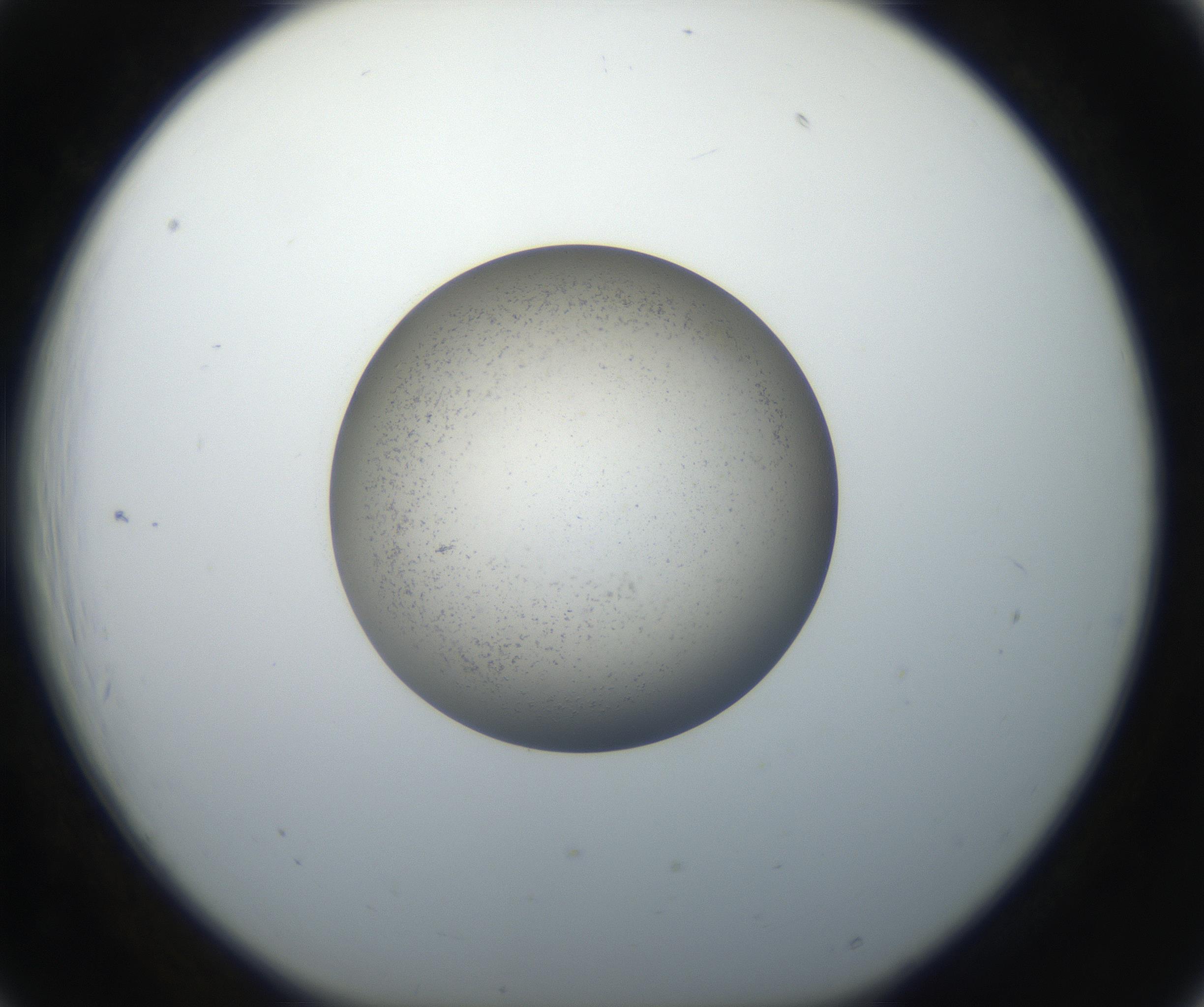 RI01_03_000_0212_Proj1_Clon1_MC_0000MC102526_015_160810_06_02_01_00_99_002_001_RAI.jpg