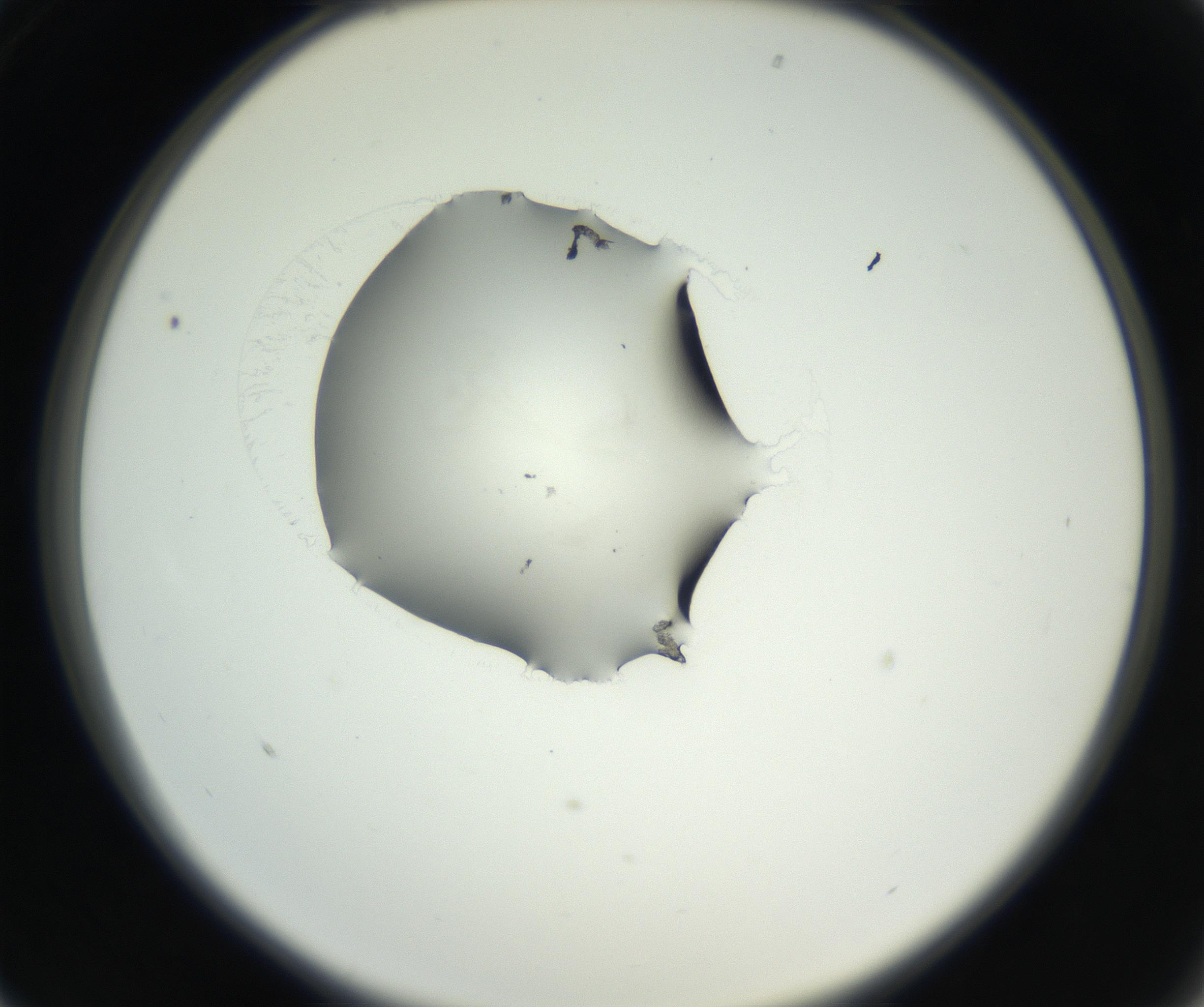 RI01_03_000_0212_Proj1_Clon1_MC_0000MC102538_012_160813_01_02_02_00_99_002_001_RAI.jpg