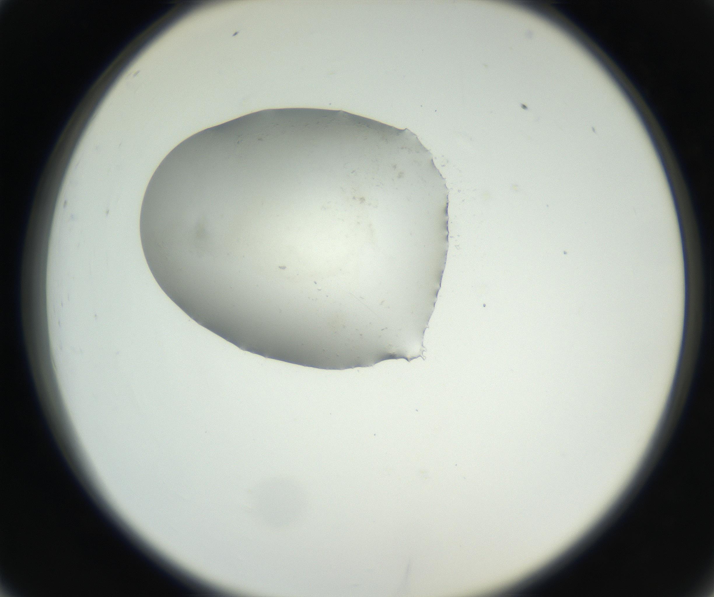 RI01_03_000_0212_Proj1_Clon1_MC_0000MC102538_012_160813_02_03_02_00_99_002_001_RAI.jpg