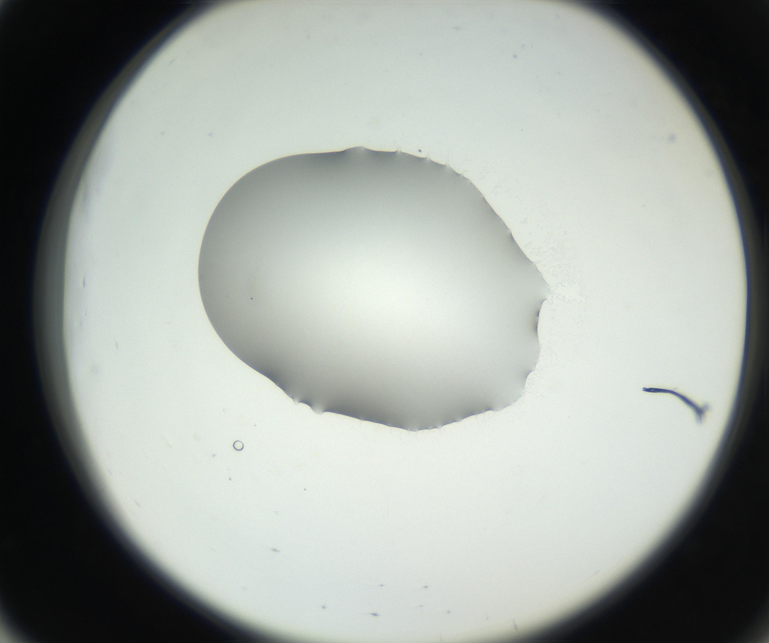 RI01_03_000_0212_Proj1_Clon1_MC_0000MC102538_012_160813_03_05_02_00_99_002_001_RAI.jpg
