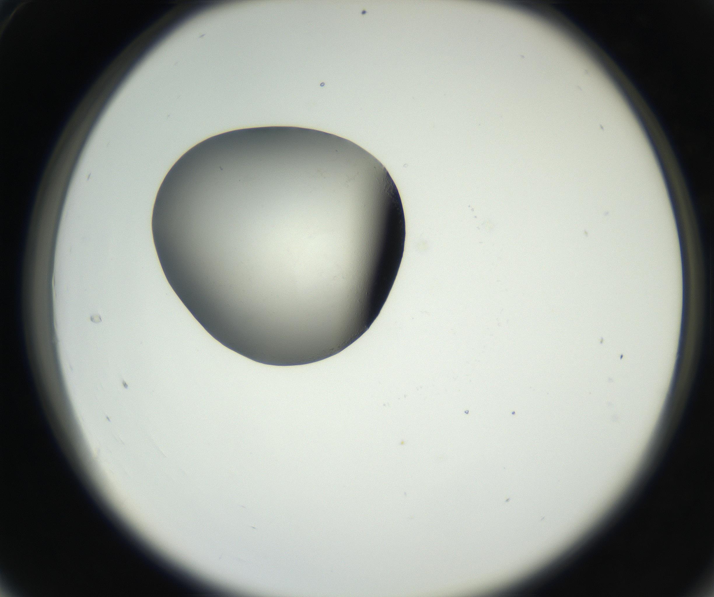 RI01_03_000_0212_Proj1_Clon1_MC_0000MC102538_012_160813_04_03_02_00_99_002_001_RAI.jpg