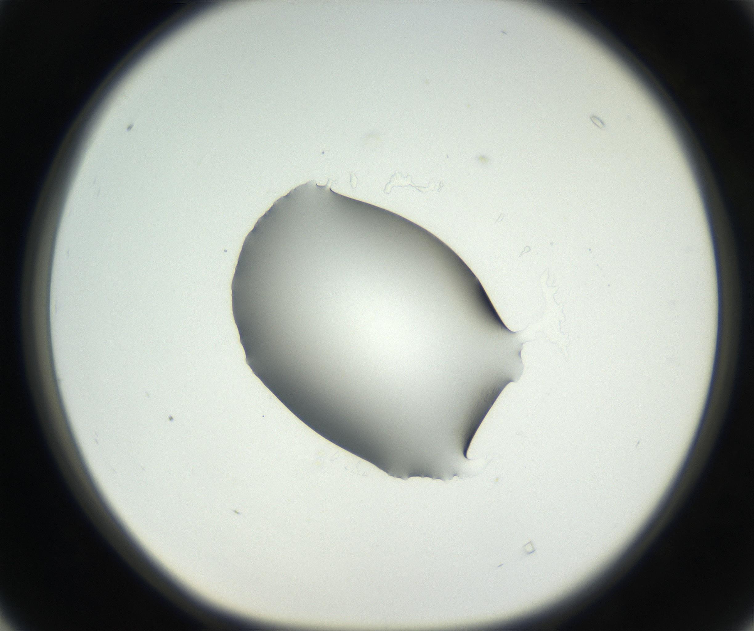 RI01_03_000_0212_Proj1_Clon1_MC_0000MC102538_012_160813_04_04_01_00_99_002_001_RAI.jpg